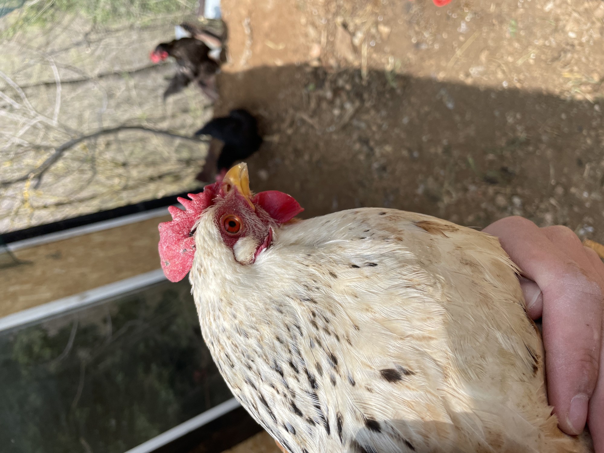 The image shows a close-up view of a white and black speckled chicken held by a person. The chicken has a red comb and wattle. Other chickens are visible in the background, out of focus. The environment appears to be an outdoor space with dirt and vegetation. The city of Zlatograd, Bulgaria is mentioned, but there are no visual markers that confirm this location.
