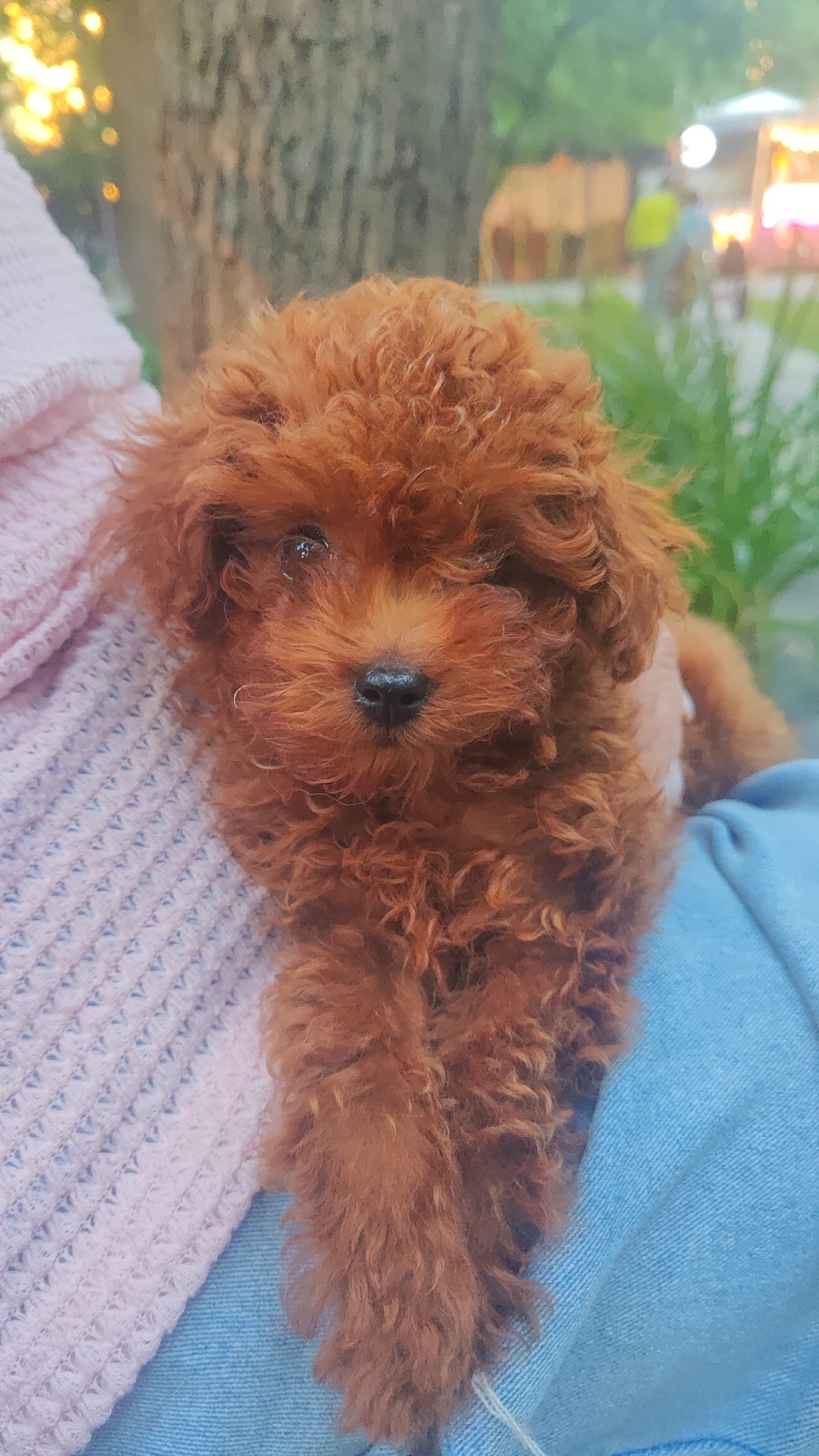 An adult with blonde hair, wearing a pink knitted sweater and blue denim pants, holds a brown toy poodle puppy. The puppy is looking directly at the camera with a black nose and dark eyes. The background is blurred and appears to be an outdoor park setting with trees, green foliage, and some distant structures that suggest a fair or market. The lighting suggests it is daytime, possibly late afternoon due to the warm glow from the upper left corner, which could be sunlight through trees. No specific landmarks in Krasnodar are identifiable in the image.