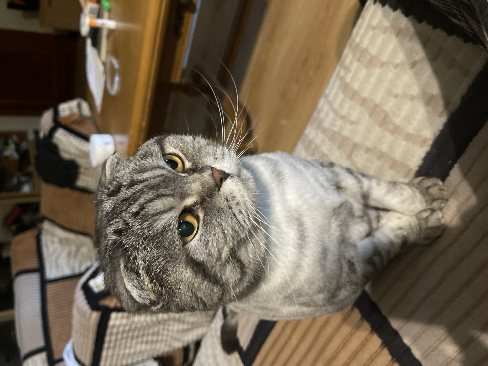 A grey tabby Scottish Fold cat is sitting on a striped cushioned surface, looking to the right of the frame. The cat has distinctive folded ears, yellow eyes, and prominent white whiskers. The background shows a blurred interior scene with furniture, including a wooden table with items on it, and what appears to be a couch or chairs with patterned upholstery. The lighting suggests an indoor setting, possibly in a residential environment.