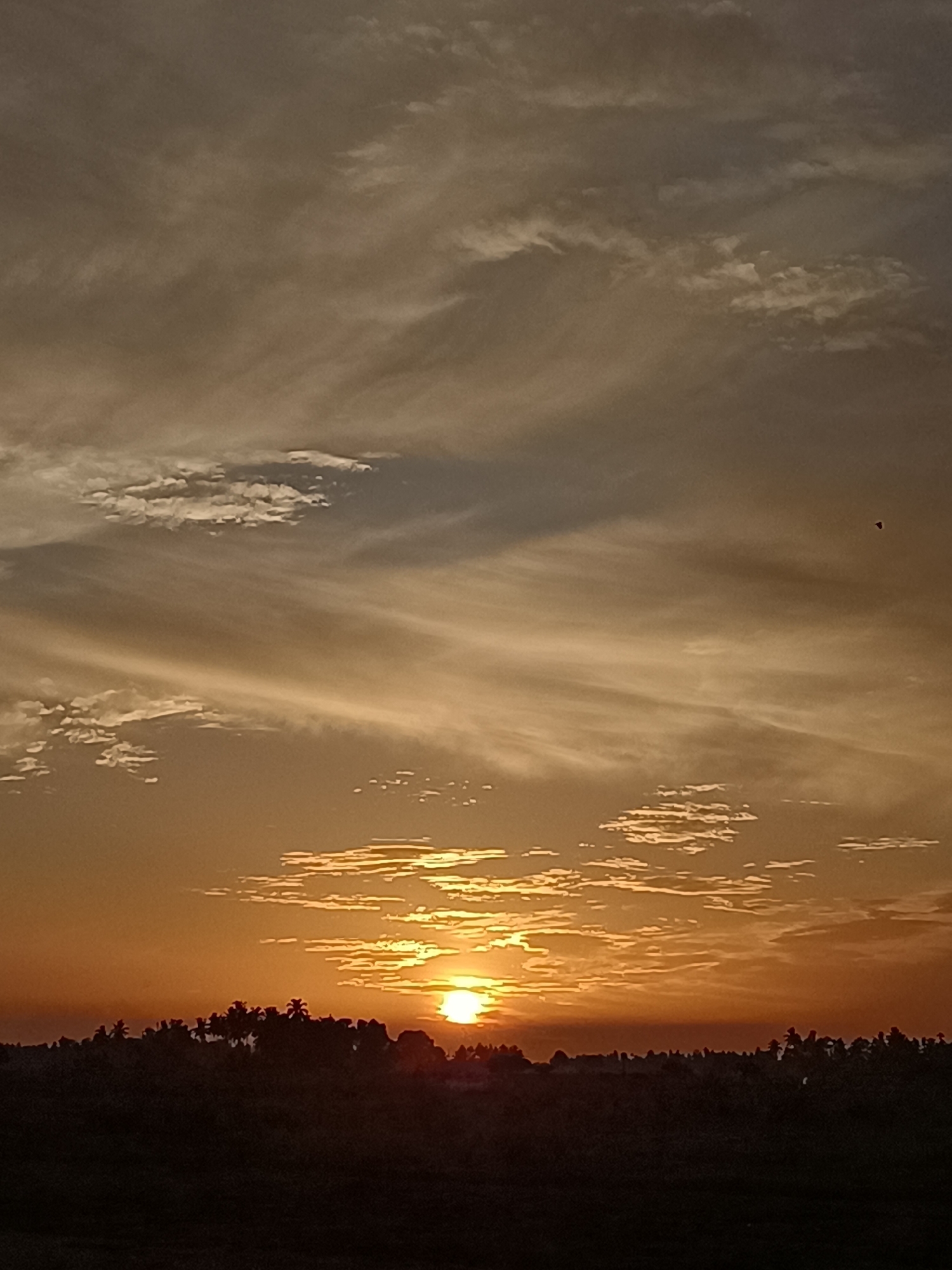 The image captures a sunset over a silhouetted landscape, likely in Meunasah Raya, Indonesia. The sky is a gradient of warm oranges and yellows, with wispy clouds streaking across the upper portion. The sun, a bright orb, is low on the horizon, casting a warm glow. Below the sky, a dark silhouette of trees and vegetation stretches across the frame, indicating a natural or rural setting. The foreground is also dark and indistinct. A small, dark object, possibly a bird or insect, is visible in the upper right quadrant of the sky.