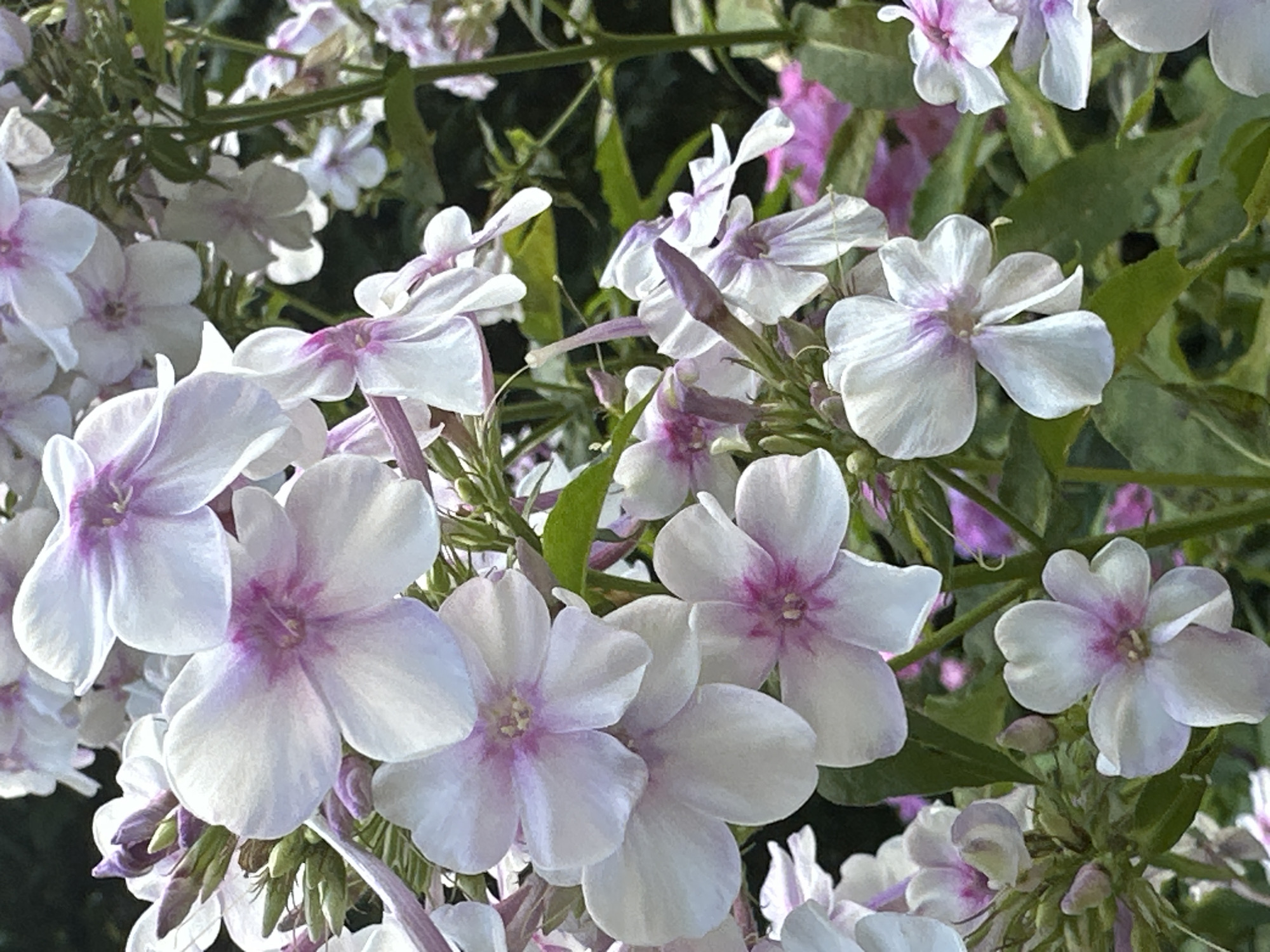 This is a close-up, eye-level, outdoor photograph of a cluster of white and pink phlox flowers in full bloom. The flowers have five petals each, with a prominent pink center. The petals are slightly curled and delicate, with some appearing translucent in the sunlight. Green leaves and stems are visible throughout the image, providing a lush backdrop. The background is softly blurred, suggesting a garden setting. The lighting is bright, indicating a daytime shot. The location is identified as Ostafievo, Russia, implying this is a snapshot of a garden or park in that area. There are no people, animals, or any other discernible objects or actions in the frame. The scene is purely botanical.