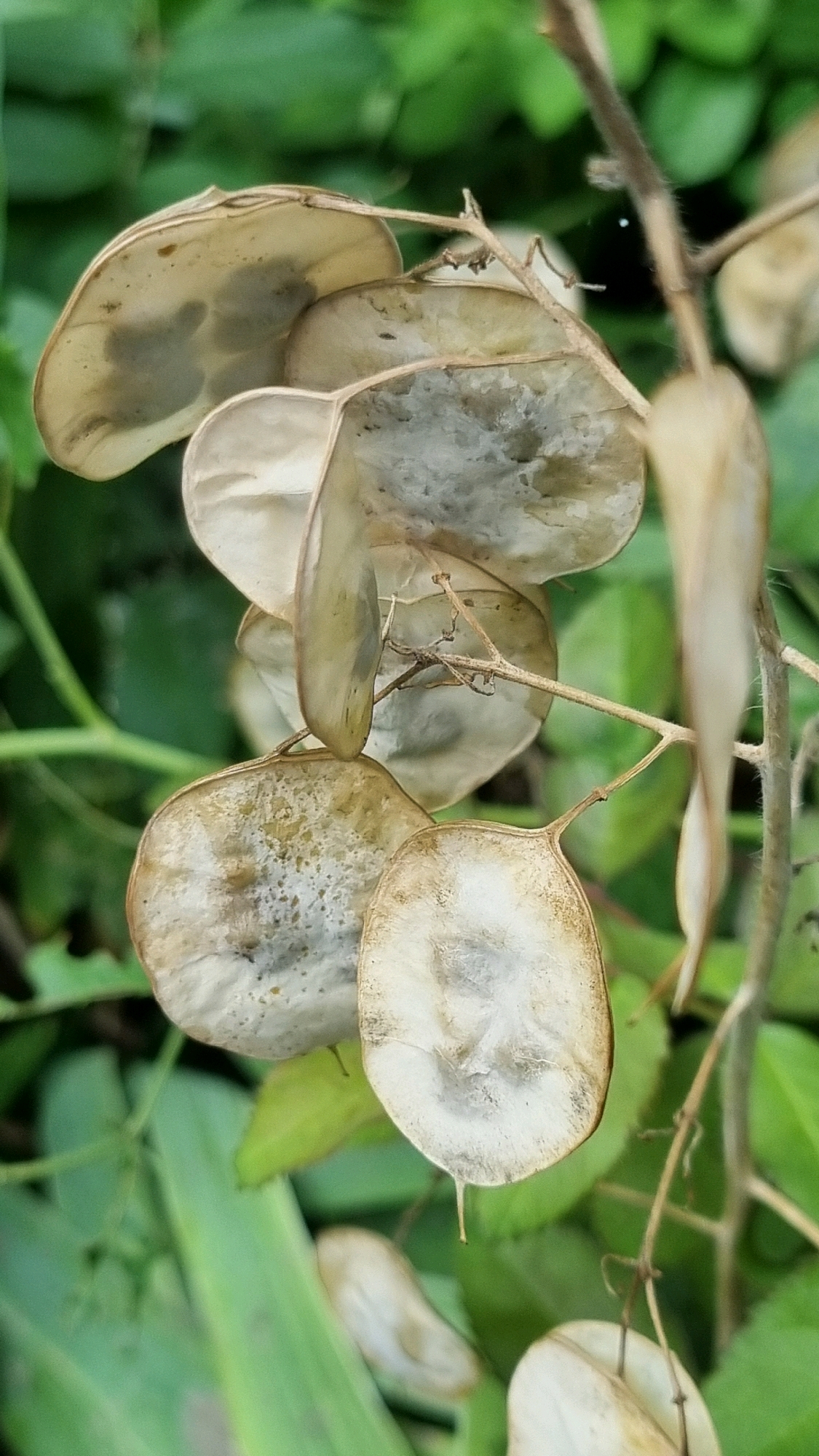 A close-up, eye-level, outdoor shot showcases a cluster of dried Lunaria seed pods hanging from a thin, brown stem. The seed pods are translucent, round, and flattened, with a papery texture and a pale, off-white color, some exhibiting darker, grayish circular markings. They are clustered together on the stem, with a few individual pods visible in the foreground and background. The background is a soft blur of green foliage, suggesting a garden or natural environment. No people or specific landmarks of Smila, Ukraine, are identifiable in the image.