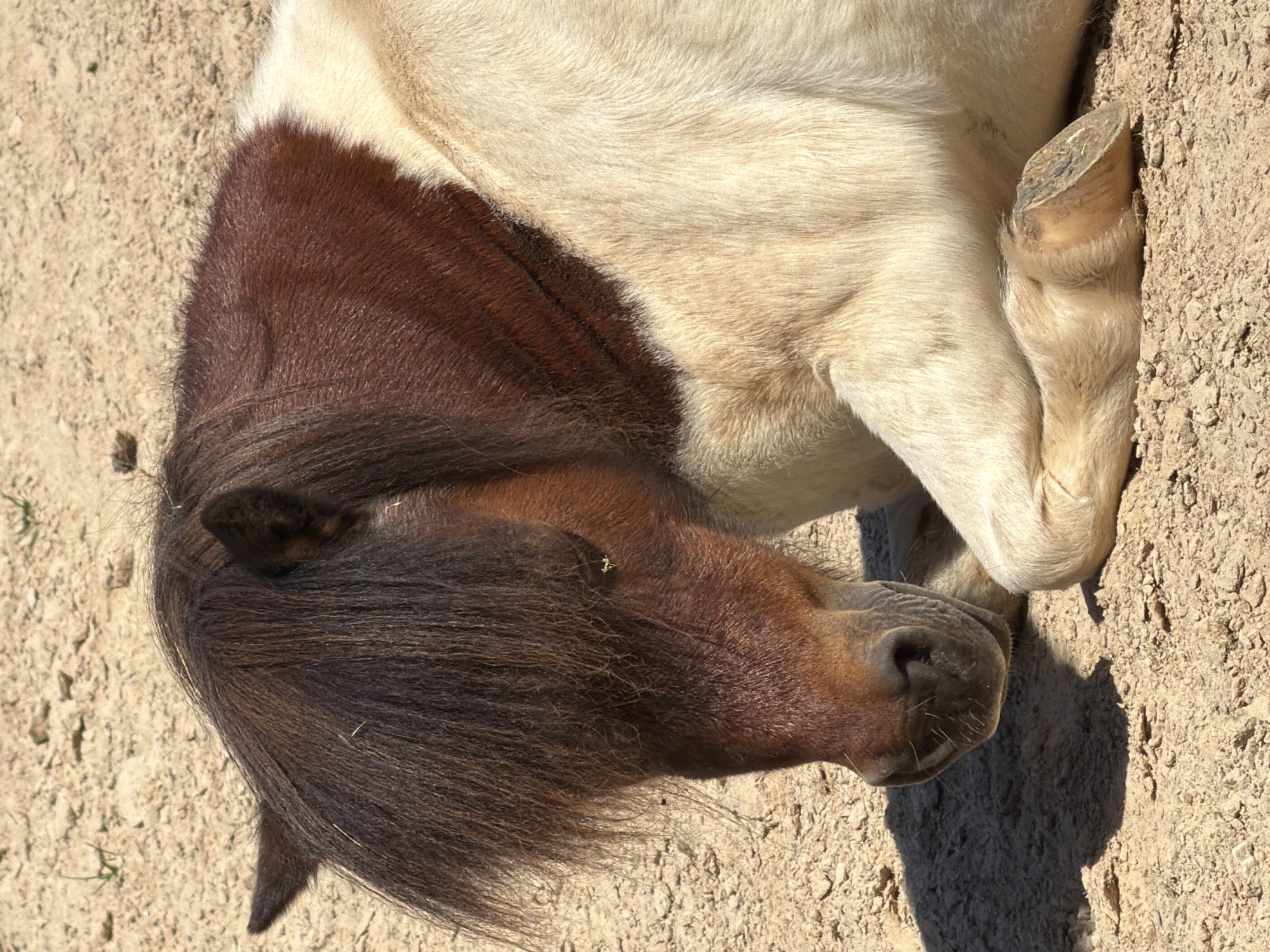 A miniature horse with brown and cream markings is resting on sandy ground. The horse's head is lowered, with its mane covering part of its face. Its eyes are closed, suggesting it is sleeping or resting. The horse's legs are folded beneath its body, and its hooves are visible. The ground is dry and sandy, with some small stones and sparse vegetation. The lighting suggests it is daytime. The image does not provide any specific visual cues to determine its location within Esch-sur-Alzette, Luxembourg.