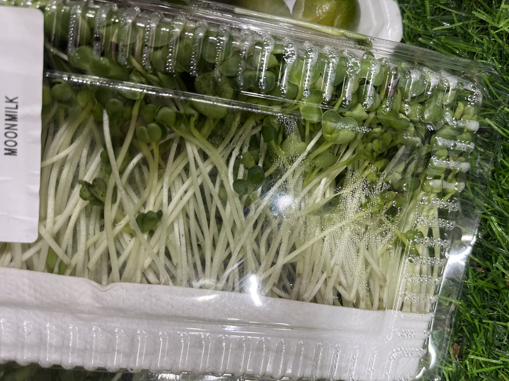 A clear plastic container filled with sprouts, labeled "MOONMILK," sits on artificial green grass. The sprouts have white stems and small green leaves. Condensation is visible on the inside of the container.