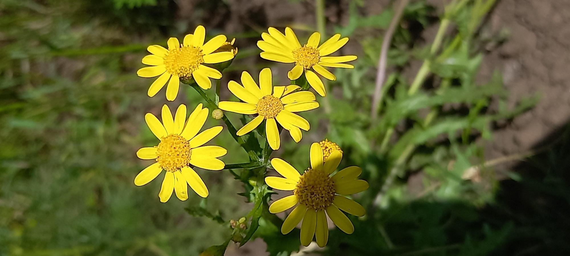 The image shows a cluster of five yellow flowers with multiple petals in focus. They are set against a background of blurred green foliage and soil. The exact location in Kryvyi Rih, Ukraine cannot be determined from the visual data.