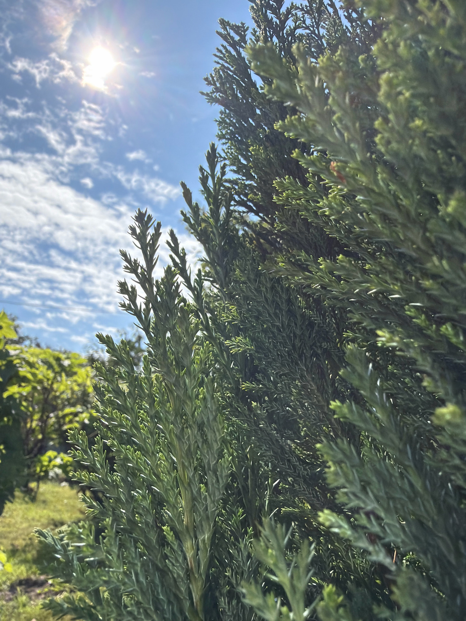The image captures a close-up view of vibrant green coniferous branches against a bright blue sky dotted with white, wispy clouds. The sun shines intensely in the upper left corner, casting a lens flare and illuminating the foliage. In the background, out of focus, is a grassy area and more greenery, suggesting an outdoor, possibly garden or park setting. The image does not contain any people, animals, or specific identifiable man-made structures that would suggest a particular city or location like Teterevo, Russia. The focus is on the natural elements of plants and the sky.