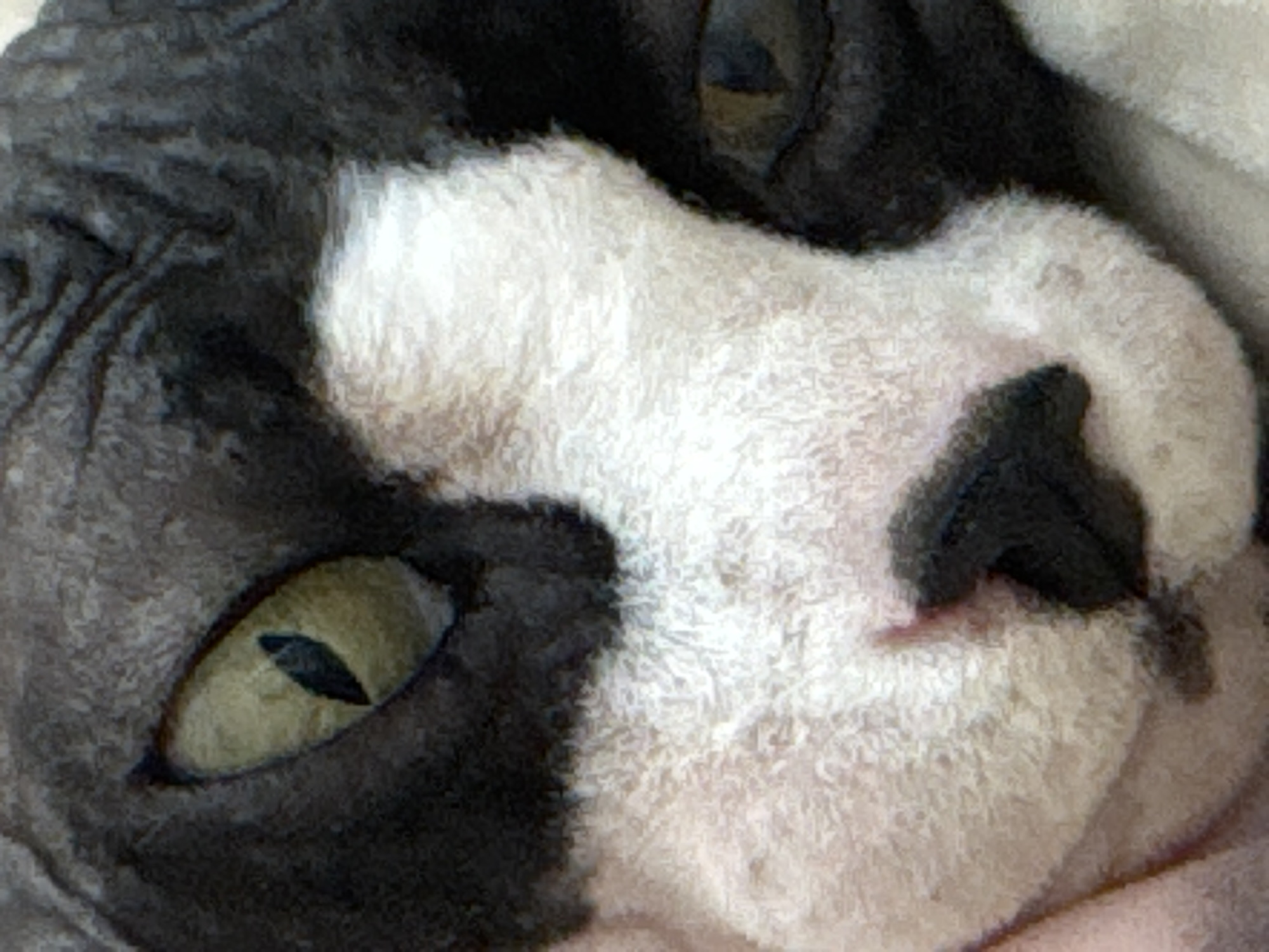 The image is a close-up of a Sphynx cat's face. The cat has large, distinctive ears and a wrinkled face with patches of black and white fur. Its eyes are a pale green with slit pupils. The cat appears to be lying down, with its face close to the camera. The background is soft and out of focus, suggesting a domestic environment. There is no information in the image that would allow for determination of its location in Netanya, Israel.