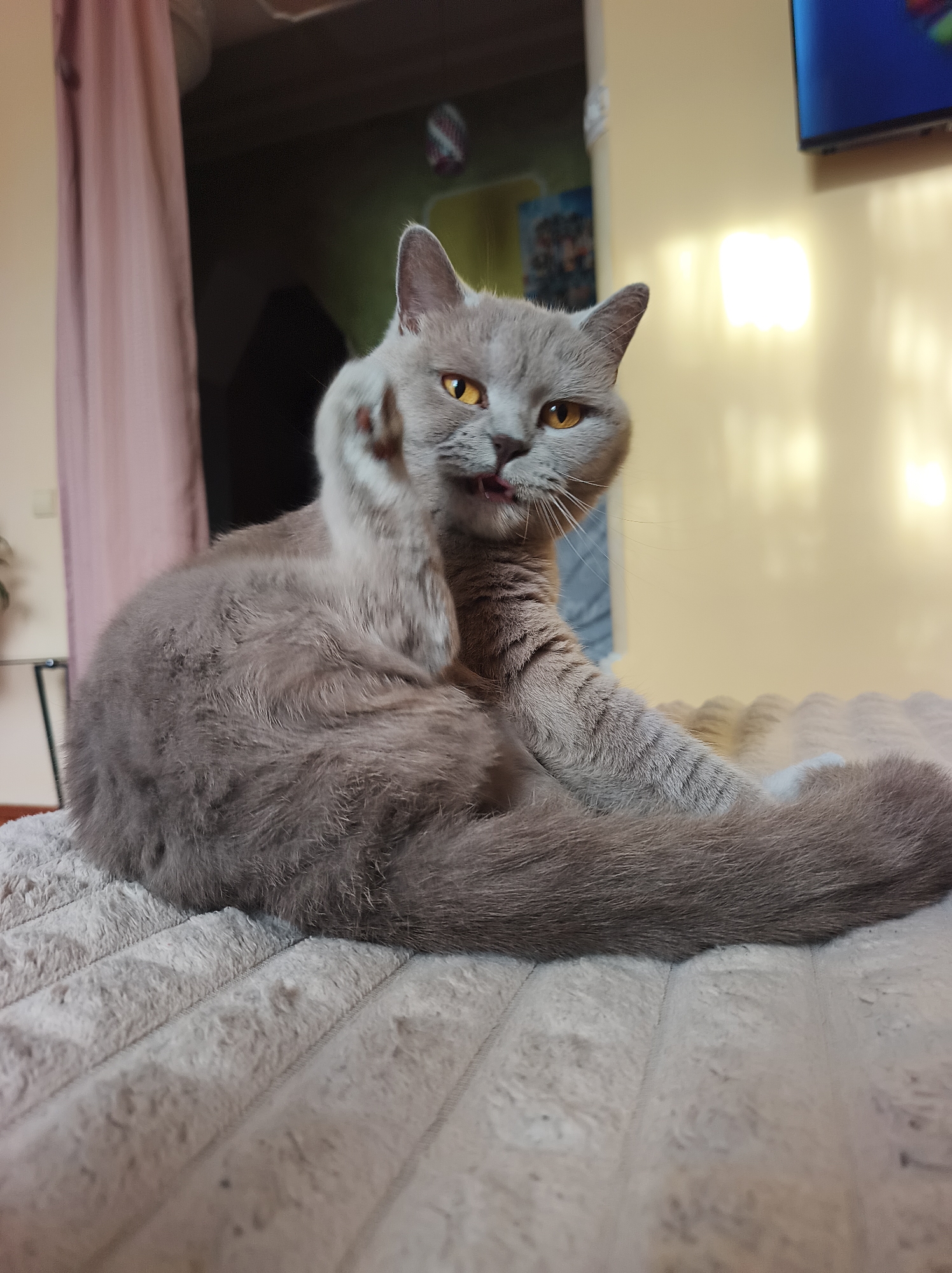 A grey-furred British Shorthair cat with amber eyes is the central subject, positioned on a light grey, ribbed fleece blanket or bedspread. The cat is shown in a seated posture, mid-groom, with its right front paw raised towards its muzzle and its pink tongue slightly extended, suggesting a licking action. Its body faces slightly right, while its head is turned towards the left, directly engaging the viewer. Its tail is curled around its lower left side.
The background indicates an indoor domestic setting. To the left, a soft pink/mauve curtain hangs vertically, partially obscuring a lighter tan wall. Further back on the left, a darker interior space, possibly an open doorway or another room, is visible with indistinct objects. To the right of the cat, the background features a plain light tan wall. A distinct, bright rectangular reflection of light is prominent on this wall. In the upper right portion of the image, a section of a wall-mounted flat-screen television is visible, displaying blue and colorful content. No people are present. The scene is located within an unspecified residence in Ternopil, Ukraine.
