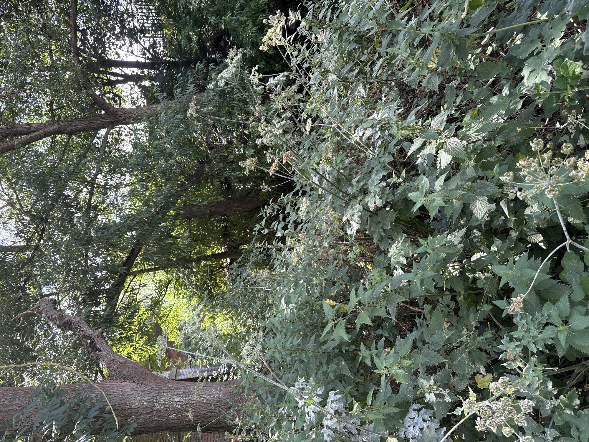 This media file depicts a natural scene focused on abundant vegetation and tree trunks. The primary subjects are various plants, including what appears to be nettles and other leafy green plants, with some showing dried flower heads. There are also thick tree trunks, one of which is horizontally positioned in the foreground, possibly indicating a fallen tree or a substantial branch. The background is filled with more dense foliage and the dappled sunlight filtering through the leaves suggests it is daytime. The overall impression is one of an overgrown, wild, or perhaps untended garden or woodland area. No people, objects, or text are visible. The lighting and shadows suggest it is a sunny day, but no specific time of day can be definitively determined. The location is indeterminate.