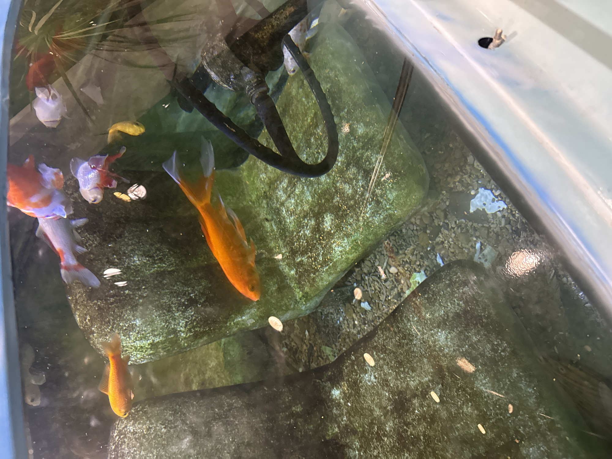 The image depicts an aquarium containing several goldfish of various colors, including orange, white, and red. The aquarium is decorated with large rocks and gravel. A dark, curved object, possibly a steering wheel or a piece of equipment, is visible in the lower right portion of the aquarium. The water appears somewhat murky. The aquarium is situated in an indoor setting, with reflections visible on the glass. The location is specified as the city of Yalta, Ukraine.
