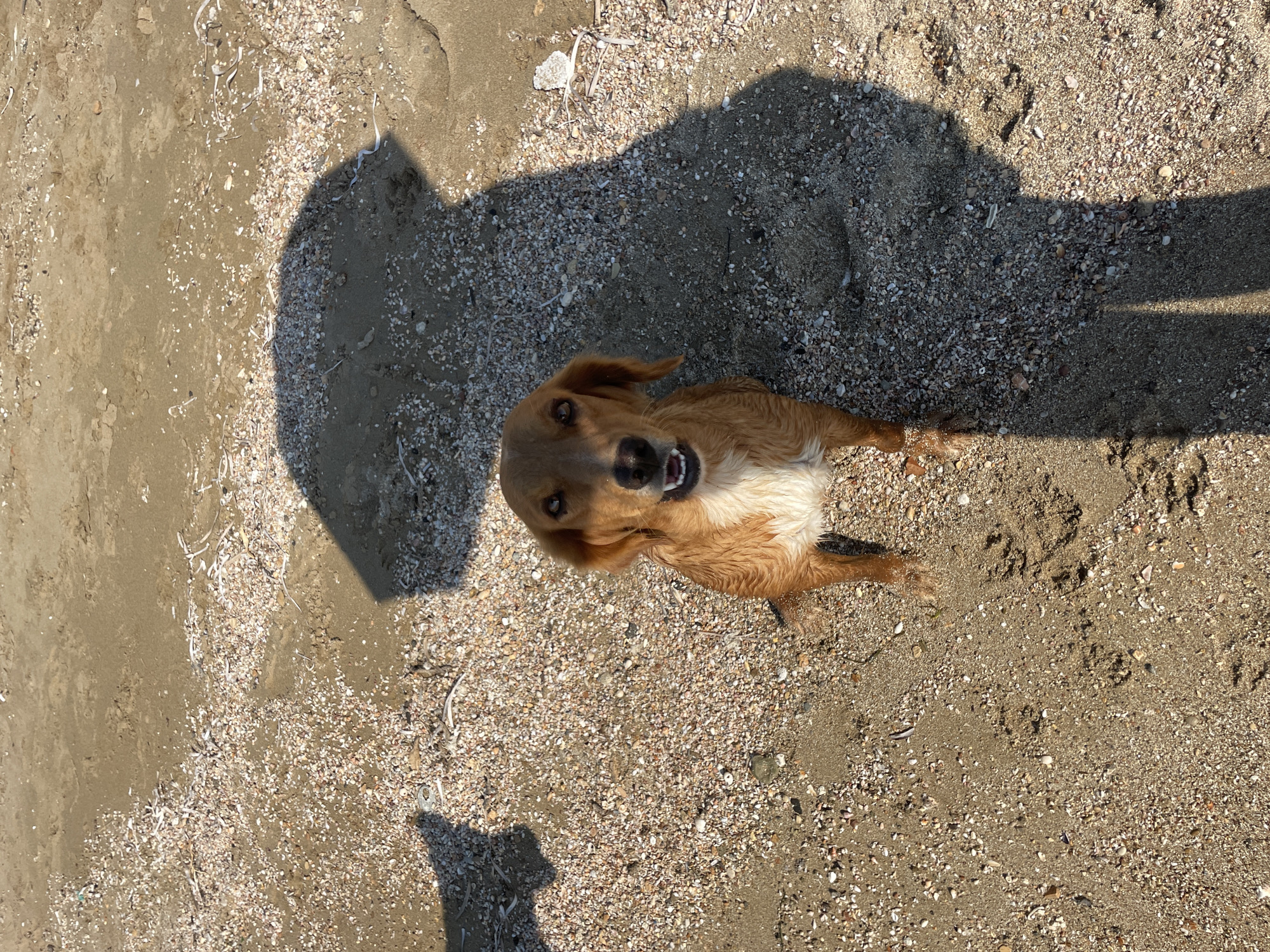 A medium shot captures a wet, tan-colored dog sitting on a sandy beach dotted with small shells and debris. The dog faces the camera, its mouth slightly open, revealing its teeth. The dog's fur is dark brown on its back and lighter tan on its chest. A large, elongated shadow, likely from an umbrella or person, stretches across the sand to the right of the dog. Another partial shadow is visible to the left. The environment appears to be a beach with sand, shells, and shadows cast by sunlight, suggesting an outdoor setting in Spathariko, Northern Cyprus.