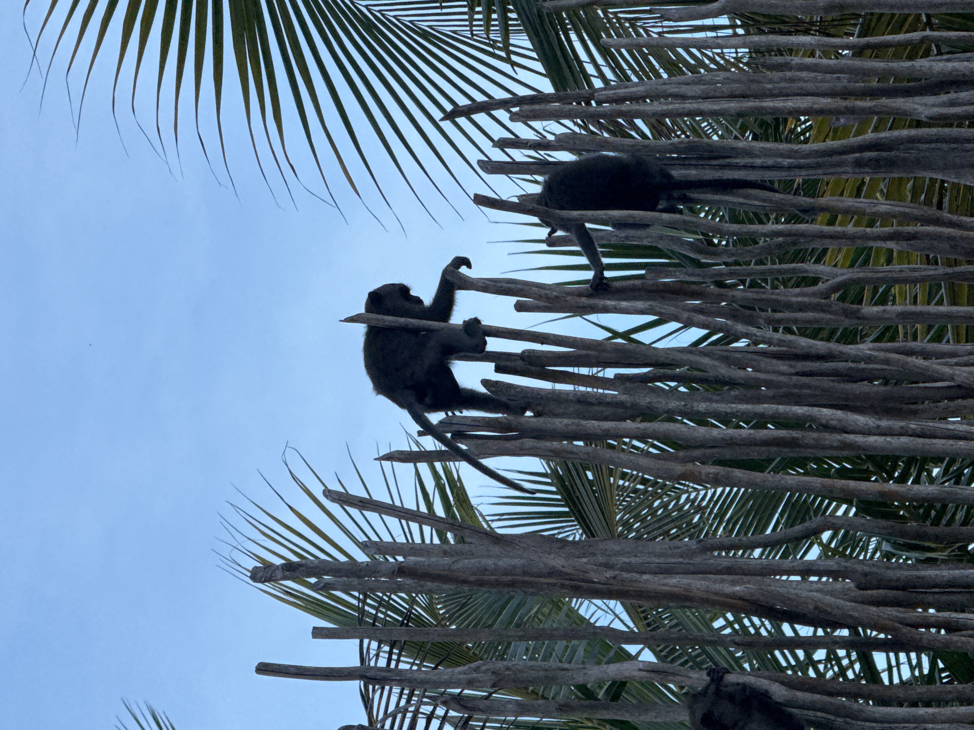 Two black monkeys are situated among the branches and fronds of a palm tree. One monkey is higher in the tree, with its hind legs and tail visible, and its head obscured by the branches. The other monkey is lower down, clinging to the branches with its hands, its body partially visible. The background consists of a pale blue sky and the upper portion of palm fronds. The location is Kuta Selatan, Indonesia.