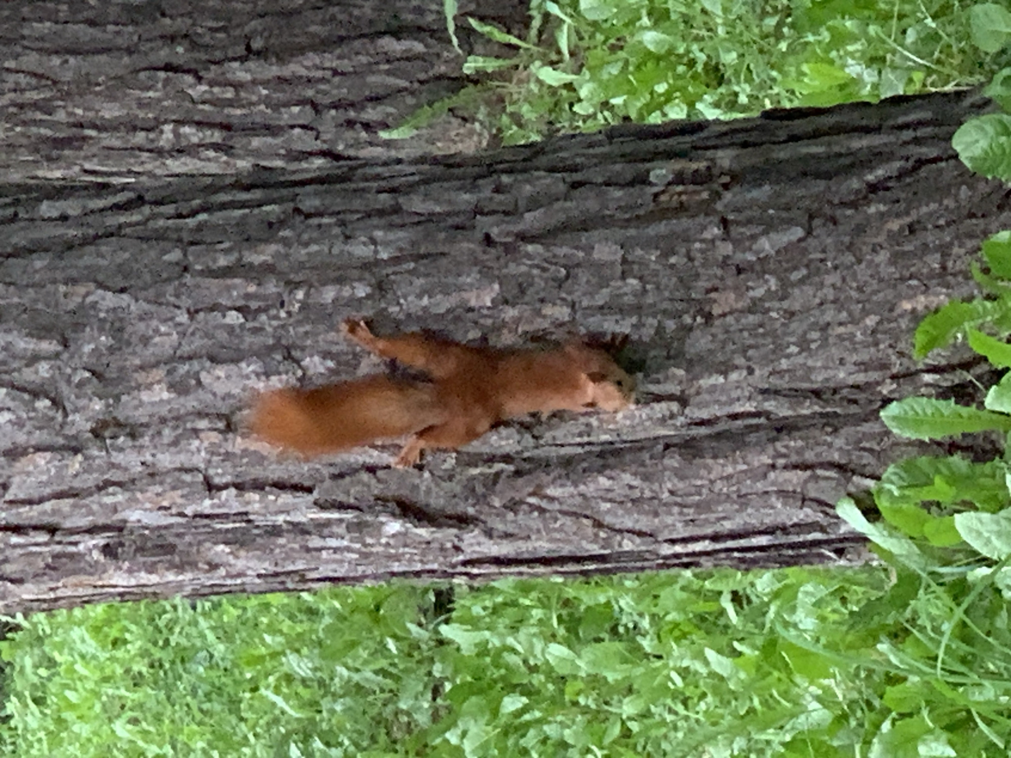A squirrel with reddish-brown fur is clinging vertically to the rough bark of a tree trunk. Its body is angled downwards, with its tail extending upwards and slightly to the left. The squirrel's paws are visible, gripping the tree. The background is out of focus, showing lush green foliage and the textured bark of another tree trunk to the right. The image appears to have been taken outdoors in a natural setting, possibly a park or wooded area. The specific location in Prokopyevsk, Russia, cannot be determined from the visual information provided.