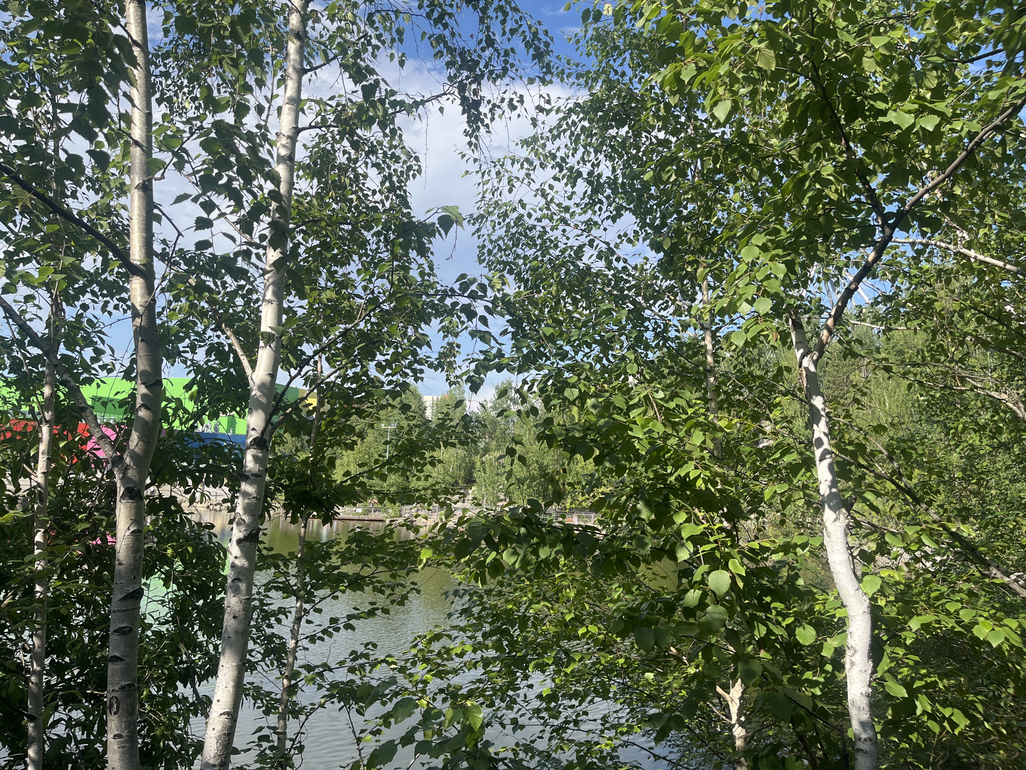 This media file captures an outdoor scene on a sunny day, likely during the daytime given the bright lighting and blue sky with scattered clouds. The foreground is dominated by the white, papery bark and lush green foliage of several birch trees. Their leaves are dense and appear healthy, filtering the sunlight and creating dappled shadows.
Beyond the trees, a calm body of water, possibly a lake or river, is visible. The water reflects the sky and surrounding greenery. In the mid-ground, a park-like setting can be observed with wooden railings or walkways along the water's edge. Further in the distance, there are more trees and hints of buildings, suggesting an urban or suburban environment. One building in the background has a distinctive brightly colored facade with sections of green, pink, and yellow, hinting at a modern or playful architectural style.
While the image is primarily focused on the natural elements of trees and water, the presence of the colorful building and the walkways suggests a recreational area designed for public use. There are no discernible people or specific activities in focus, but the setting implies a place where people might gather for leisure. The overall mood is peaceful and serene, characterized by the natural beauty of the trees and the tranquil water under a clear sky. The location context places this scene in Yekaterinburg, Russia. No visible text is present in the image.