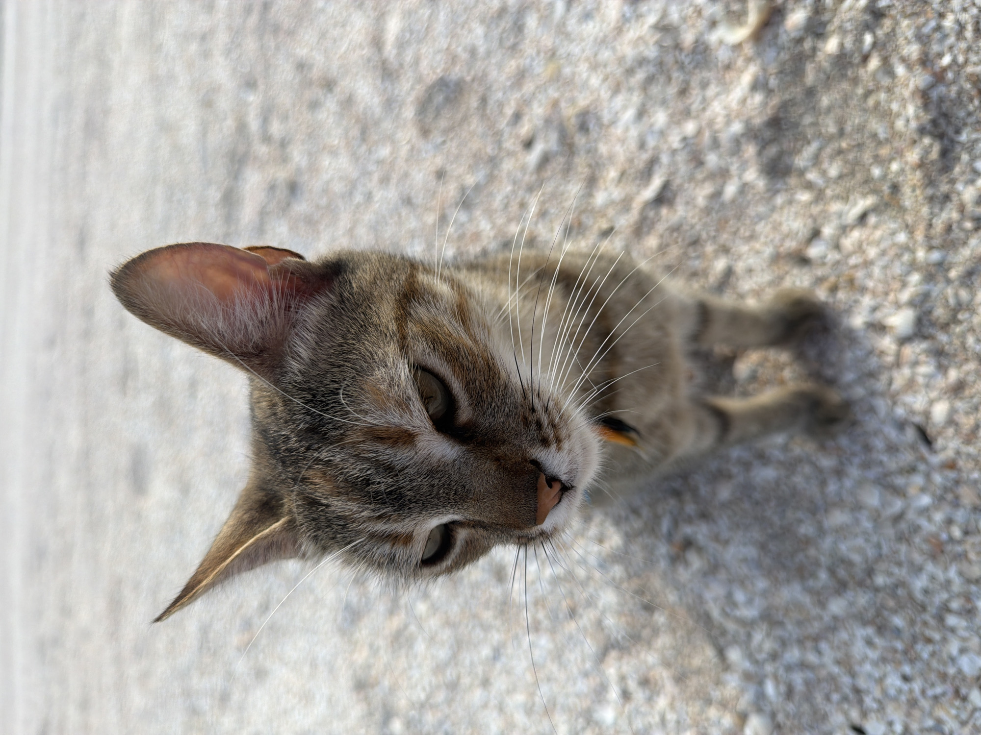 An eye-level, medium shot shows a tabby kitten standing on a light-colored, pebbly surface. The kitten is facing slightly to the left and looking down with a sad expression. Its fur is a mix of gray, brown, and black stripes, with white whiskers and a small orange and black collar. The background is a blurry expanse of the same pebbly surface, suggesting an outdoor location like a beach or a dusty path. There are no people or other animals visible in the image. The lighting appears to be natural daylight, creating soft shadows.