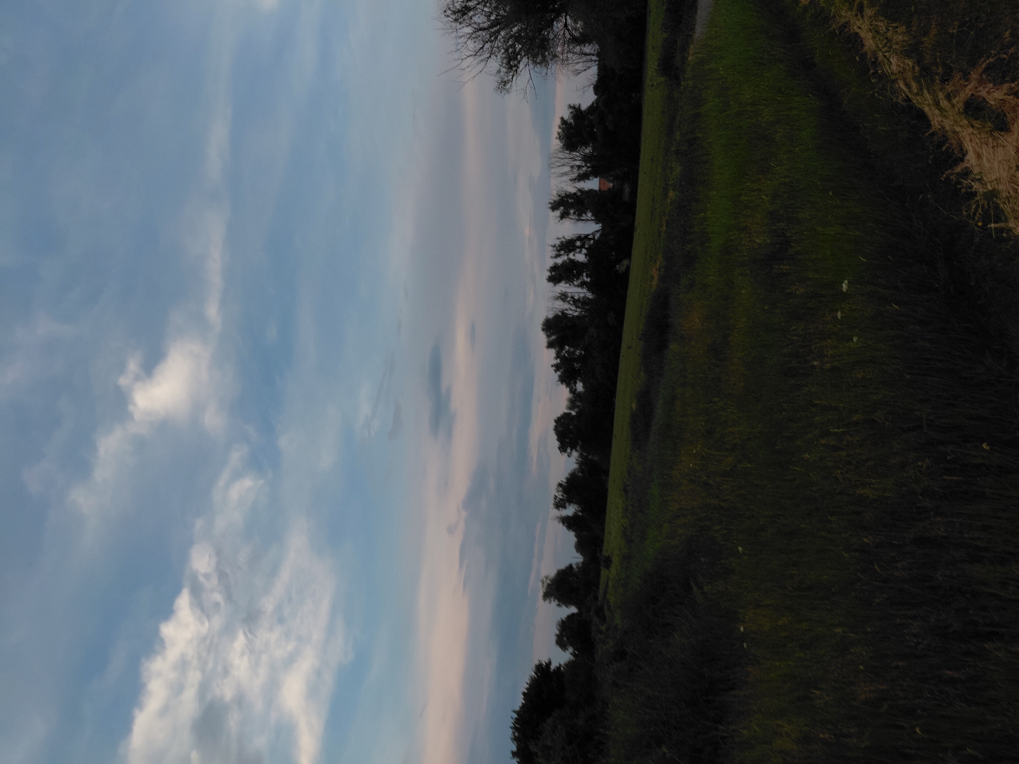 The image depicts an outdoor, rural landscape under a partially cloudy sky at a location in Unknown, Unknown. The upper half of the frame is dominated by the sky, which transitions from a light blue at the zenith to a pale grayish-pink hue near the horizon. Scattered white and gray clouds of varying density are visible, with some appearing as defined cumulus forms and others as thinner, streaky wisps.
A dense line of trees, predominantly dark-silhouetted against the lighter sky, forms the horizon across the mid-ground. Among these trees, a faint reddish-brown roof structure is discernible slightly to the right of the frame's horizontal center. Immediately below the treeline, a strip of lighter green cultivated field extends horizontally across the image.
The foreground occupies the lower half of the image and consists of dense, dark green tall grass or low crops, which appear significantly shaded. Within this darker foliage, a few small, white wildflowers are faintly visible towards the lower left. In the bottom right corner, a distinct patch of cut, dried, straw-colored grass or hay is present. The overall lighting conditions suggest either twilight or an overcast day, creating a strong contrast between the brighter sky and the darker terrestrial elements. No people or animals are visible.
