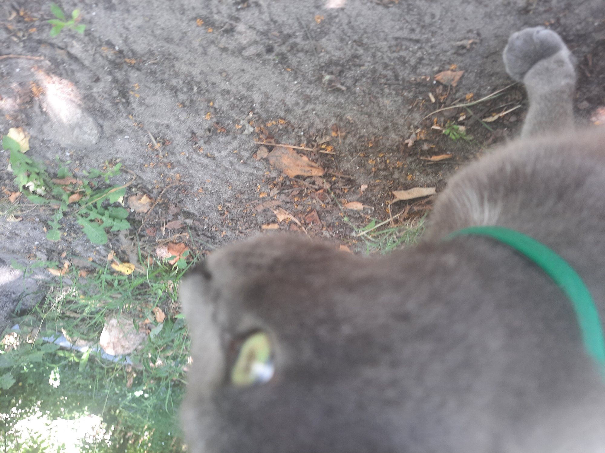 An outdoor, slightly blurred, eye-level medium shot shows a gray cat wearing a bright green collar as it walks on a sandy path. The cat's head is to the right of the frame, and its green eye is visible. The cat's front left paw is in the foreground, and its body extends out of the frame to the left. The path is covered with sand, small rocks, and fallen leaves. In the background, there is lush green grass and trees, with sunlight filtering through the leaves. The image was taken in Liubakhy, Ukraine.