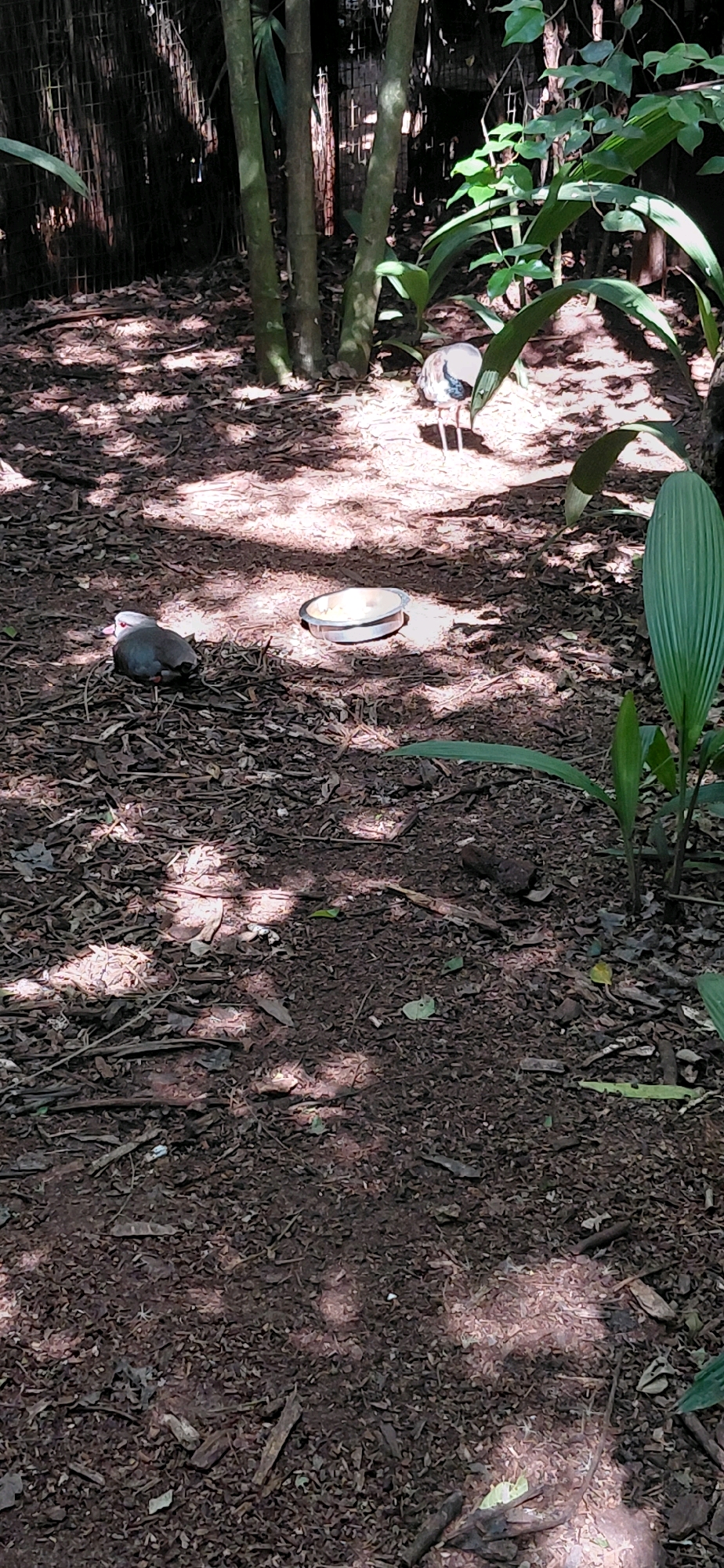 The image depicts an outdoor enclosure, likely within the Parque das Aves in Foz do Iguaçu, Brazil, characterized by a forest floor covered in leaf litter and dirt. Sunlight filters through the trees, casting dappled shadows on the ground. In the foreground, a small, grey bird with a pink beak is resting on the ground. Slightly further back, a white and grey bird with long legs stands near a shallow dish filled with a light-colored substance, possibly food or water. The background reveals a dense arrangement of trees and a wire mesh fence, suggesting a controlled environment for the birds.