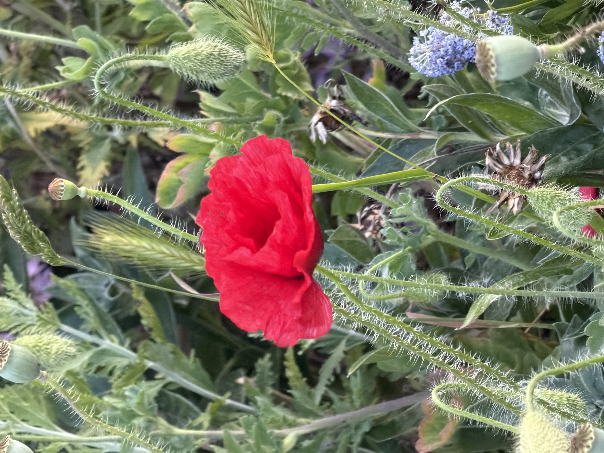 A vertical close-up image depicts a single red poppy (Papaver rhoeas) in full bloom, situated slightly left of the central axis. The flower presents four bright scarlet petals. The surrounding flora includes multiple green poppy stems, uniformly covered with prominent white, bristle-like hairs. Several green poppy buds, some pendulous and closed, and mature, ridged, green poppy seed pods are observable. A spiky green grass inflorescence is present in the upper right. A cluster of small, light blue florets is visible in the mid-right. Dried, brown botanical remnants are interspersed among the vibrant green foliage. The background exhibits a shallow depth of field, rendering an indistinct composition of green leaves and faint purple tones. The scene represents a densely vegetated, naturalized area within Maidstone, United Kingdom.