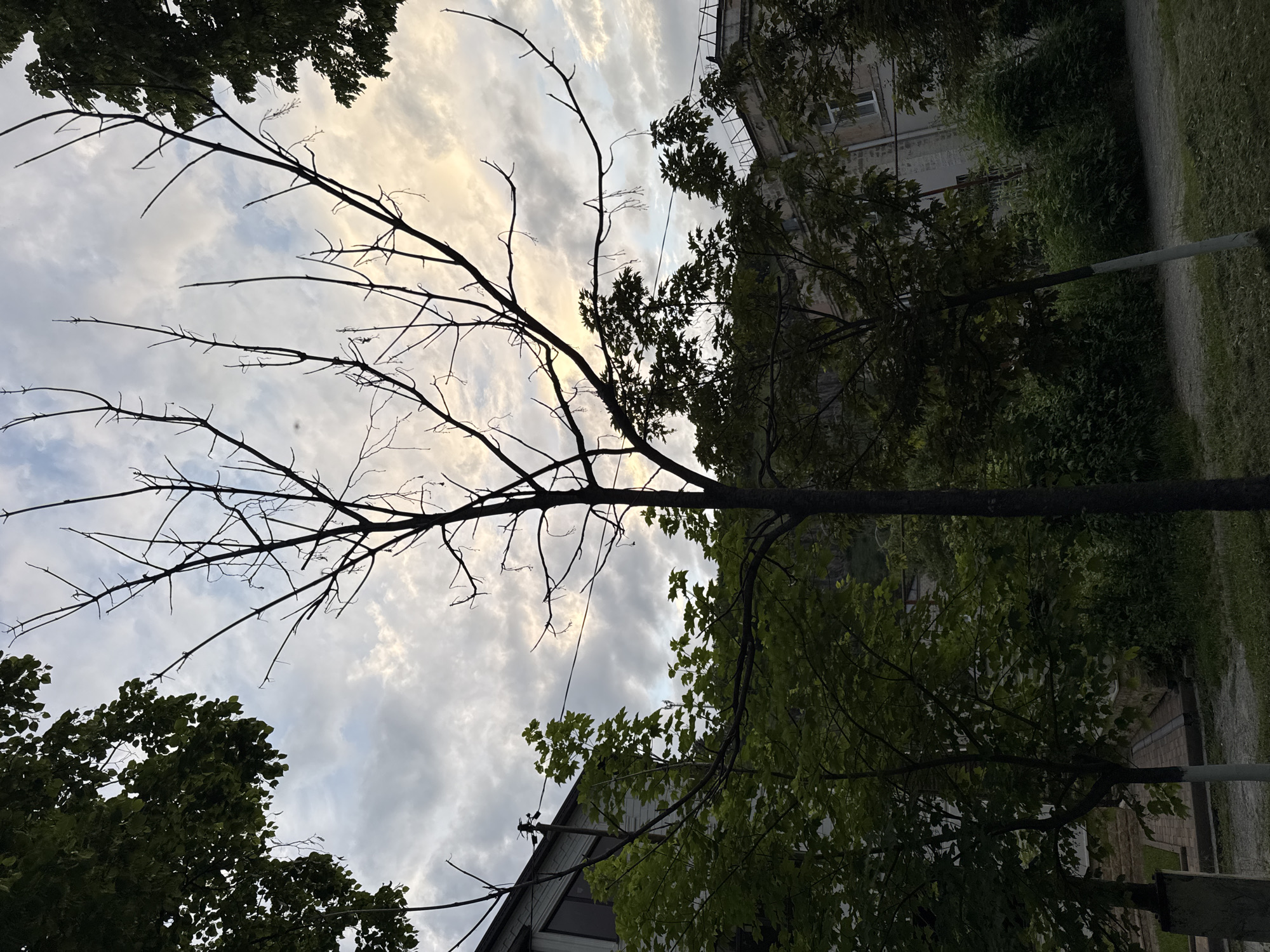 The image captures an outdoor scene in the city of Karachayevsk, Russia, likely during the late afternoon or early evening, given the subdued lighting and cloudy sky with patches of sunlight breaking through. In the foreground, a young, bare tree with thin, branching limbs stands prominently in the center. Its dark silhouette contrasts sharply with the lighter sky behind it. To the left, a building with a light-colored facade and dark-trimmed windows is partially visible, suggesting an urban or suburban setting. Overhanging the building and extending into the frame are the dark green leaves of a mature tree. Further back, more trees and dense foliage create a layered effect, with glimpses of other buildings and structures that appear to be residential. Power lines stretch across the midground, running between trees and buildings. The ground is covered with grass and a gravel path. The overall atmosphere is one of quiet observation, with the focus on the interplay between the natural elements and the built environment under a dramatic sky.