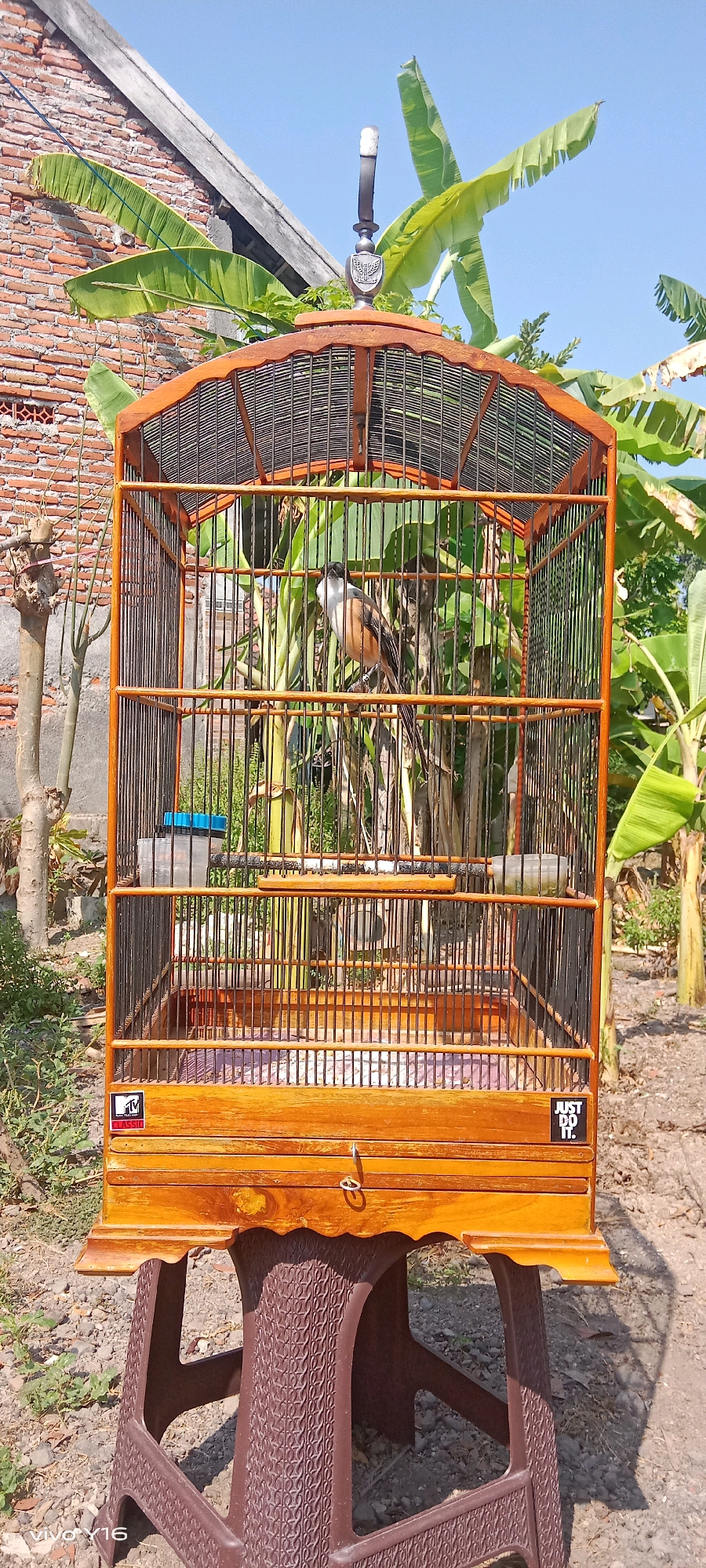 A bird is sitting inside a wooden birdcage. The birdcage is placed on top of a brown plastic stool. The bird has black and white feathers with some brown on its body. The birdcage is made of wood and wire mesh, with a decorative top. There are also banana trees and a brick wall in the background. The scene appears to be outdoors.
