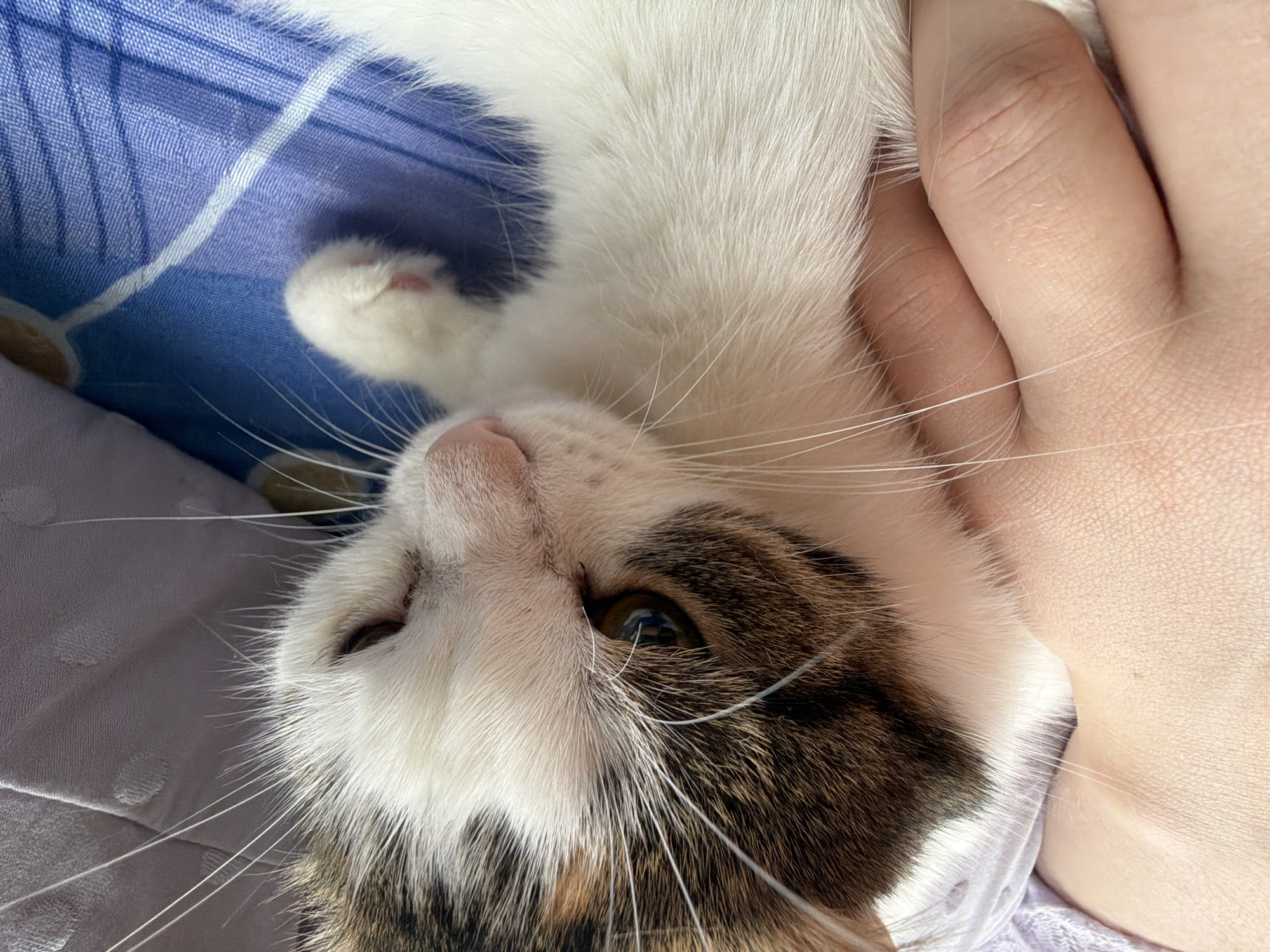A close-up shot shows a calico cat being petted by a person. The cat's face is white with brown and black markings on its head and one eye. Its whiskers are long and white. The person's hand is visible, gently holding the cat. The cat is lying on a blue patterned surface, possibly a bed or blanket. The background includes a lavender colored fabric. There are no discernible elements that indicate the location as Колычёво, Russia.