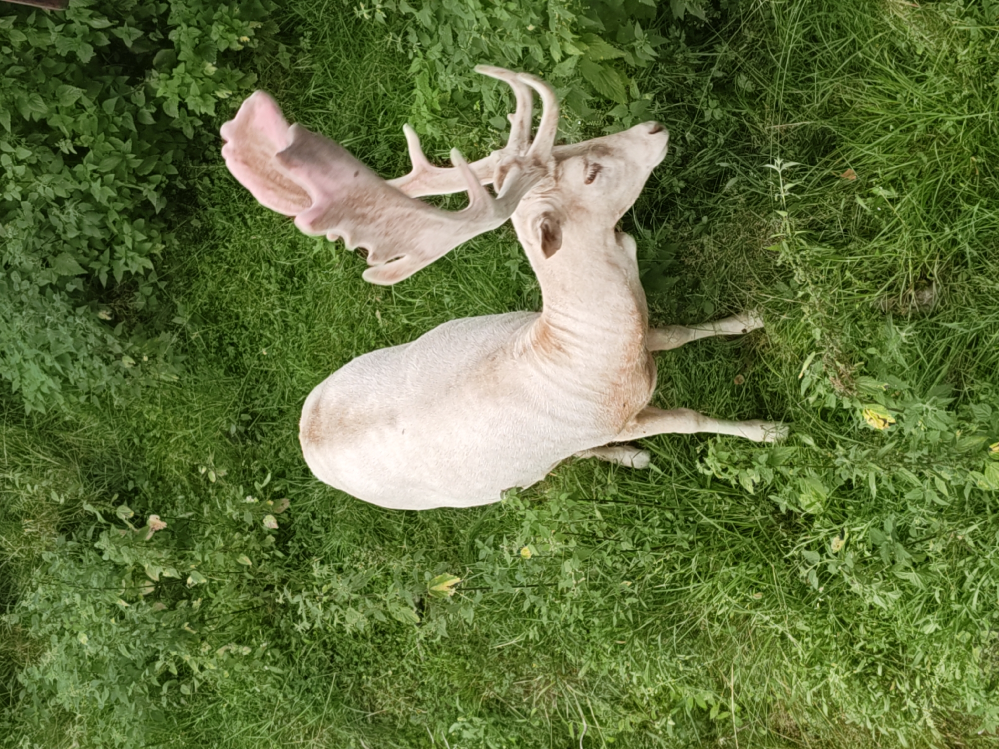 An overhead shot captures a light-colored deer with large, palmate antlers standing in a grassy area with dense green foliage. The deer's coat is a pale, almost white shade, and its head is bowed, with its eyes closed or partially closed. The antlers are prominently displayed, with a large, flattened palm shape at the top and several tines extending from the main beam. The surrounding environment consists of lush green grass and various types of green plants and bushes. The overall scene depicts the deer in a natural outdoor setting.