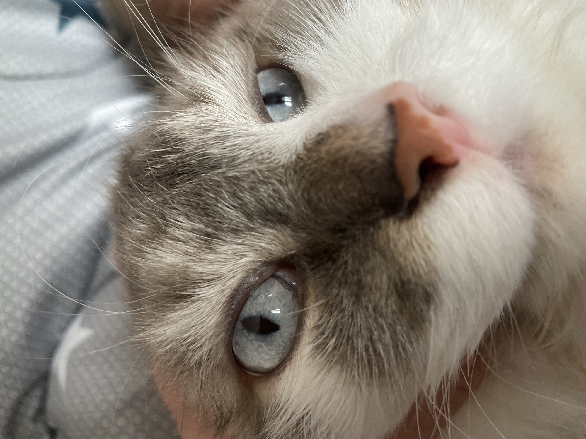 This media file features a very close-up portrait of a cat's face, likely taken indoors in Vladivostok, Russia. The primary subject is the cat, which appears to be resting or looking directly at the viewer. Its head is slightly tilted, filling most of the frame.
Notable details include the cat's striking light blue eyes, which have vertically slit pupils and reflect ambient light sources. The fur is a mix of pristine white and patterned grey-brown markings, particularly around its eyes and above its delicate pink nose. Long, fine white whiskers are visible extending from its muzzle. The cropped images offer magnified views, highlighting the texture of the cat's fur, the intricate details of its eyes (iris color, pupil shape, reflections), and the soft, textured surface of its pink nose. The background is a blurred, textured grey fabric, likely bedding or a blanket, reinforcing an indoor setting. The cat's expression appears calm and curious. There is no visible text in the image. The time of day is not discernible from the indoor lighting.