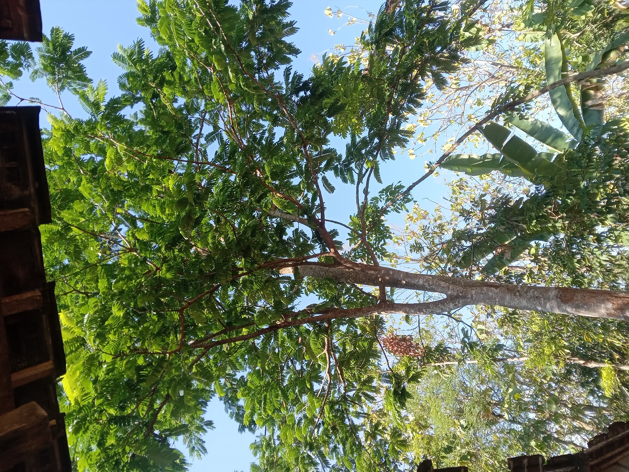 A tall tree with feathery green leaves fills the center of the frame, its branches reaching towards a clear blue sky. The tree's bark is rough and grayish-brown, with some patches of lighter color. At the top of the image, the edge of a wooden roof overhang is visible, suggesting the perspective is from under a shelter. In the background, other trees and foliage are present, with some banana leaves peeking out. The scene is bathed in sunlight, casting a bright, natural glow. The location is Kedunggudel, Indonesia.