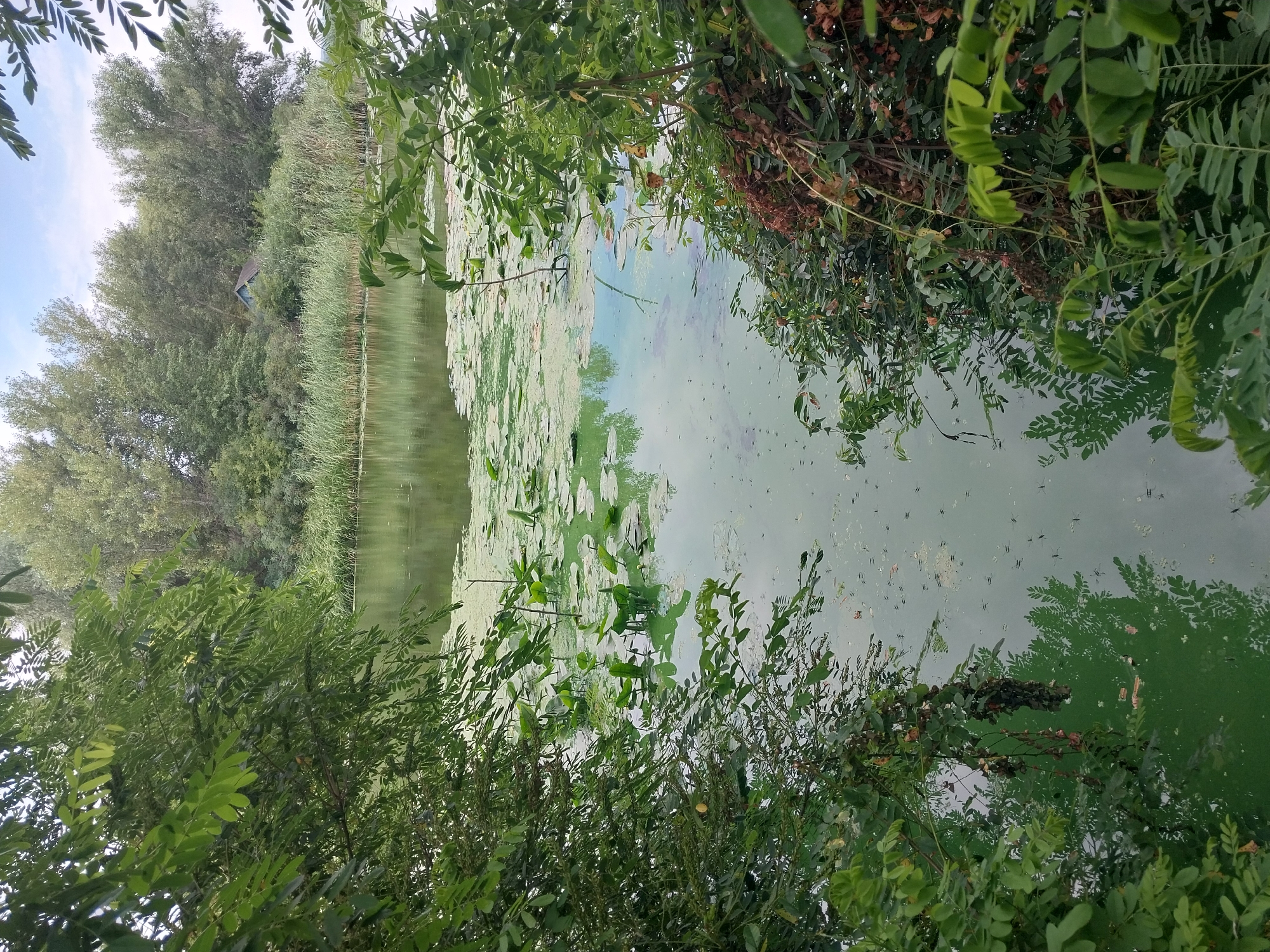 A scenic view of a tranquil body of water is captured, framed by lush green foliage on either side. The water's surface is partially covered with lily pads and a greenish algae bloom, with numerous water striders visible. In the background, dense trees and reeds line the opposite bank, and a small, rustic blue building with a sloped roof is nestled amongst them. The sky above is overcast with light clouds.