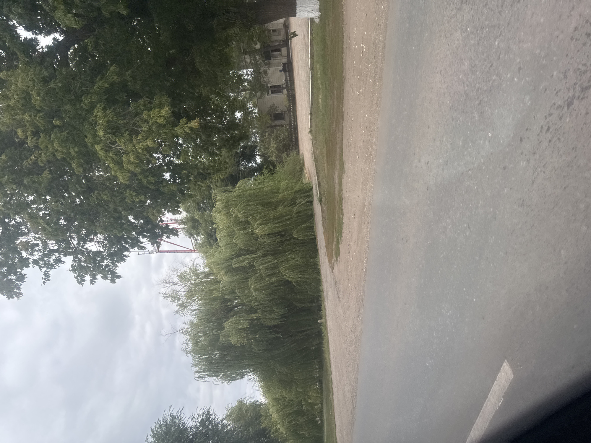 The image shows a street scene in Novosergiyevka, Russia, with a prominent weeping willow tree dominating the left side of the frame. The road in the foreground appears to be asphalt, with a white dashed line marking the lane. Beyond the road is a dirt or gravel area, leading to a line of weeping willow trees. In the background, several buildings with white walls and darker windows are visible, partially obscured by trees. A large tree trunk, painted white at its base, stands to the right of the frame. The sky is overcast with gray clouds. There are no people visible in the image.