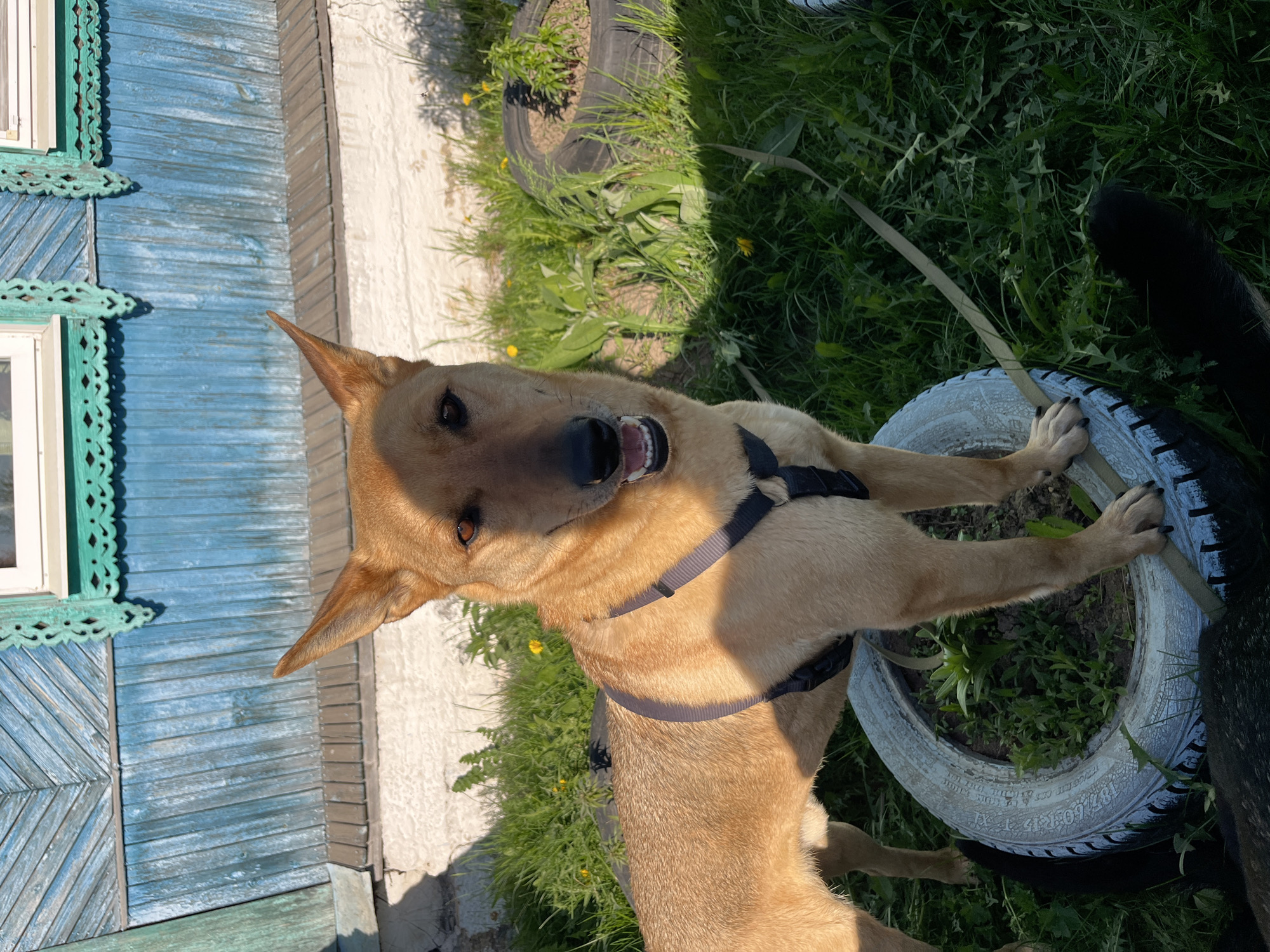 The photograph shows a tan dog with pointy ears standing on its hind legs and resting its front paws on the edge of a white-painted tire. The dog is wearing a black harness. The dog is facing the camera with its mouth open, potentially panting. Behind the dog, there is a weathered wooden building painted in shades of blue with decorative trim around the window. The ground around the tire is covered with grass and some weeds, with another black tire visible in the background. The location is Nizhny Tagil, Russia.