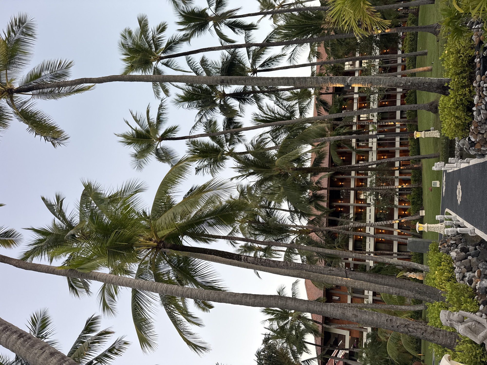 The image shows a view in Kuta Selatan, Indonesia, dominated by tall palm trees. The trees are aligned in rows and stretch towards a light-colored sky. Behind the trees, a building with multiple floors is visible, its architecture featuring a reddish-brown roof and windows with warm lighting. A walkway or path is seen on the right side of the frame, alongside a small area of greenery. There are also some decorative elements near the path, including rocks and possibly small sculptures. The overall scene suggests a tropical resort or residential area during the evening or early morning.