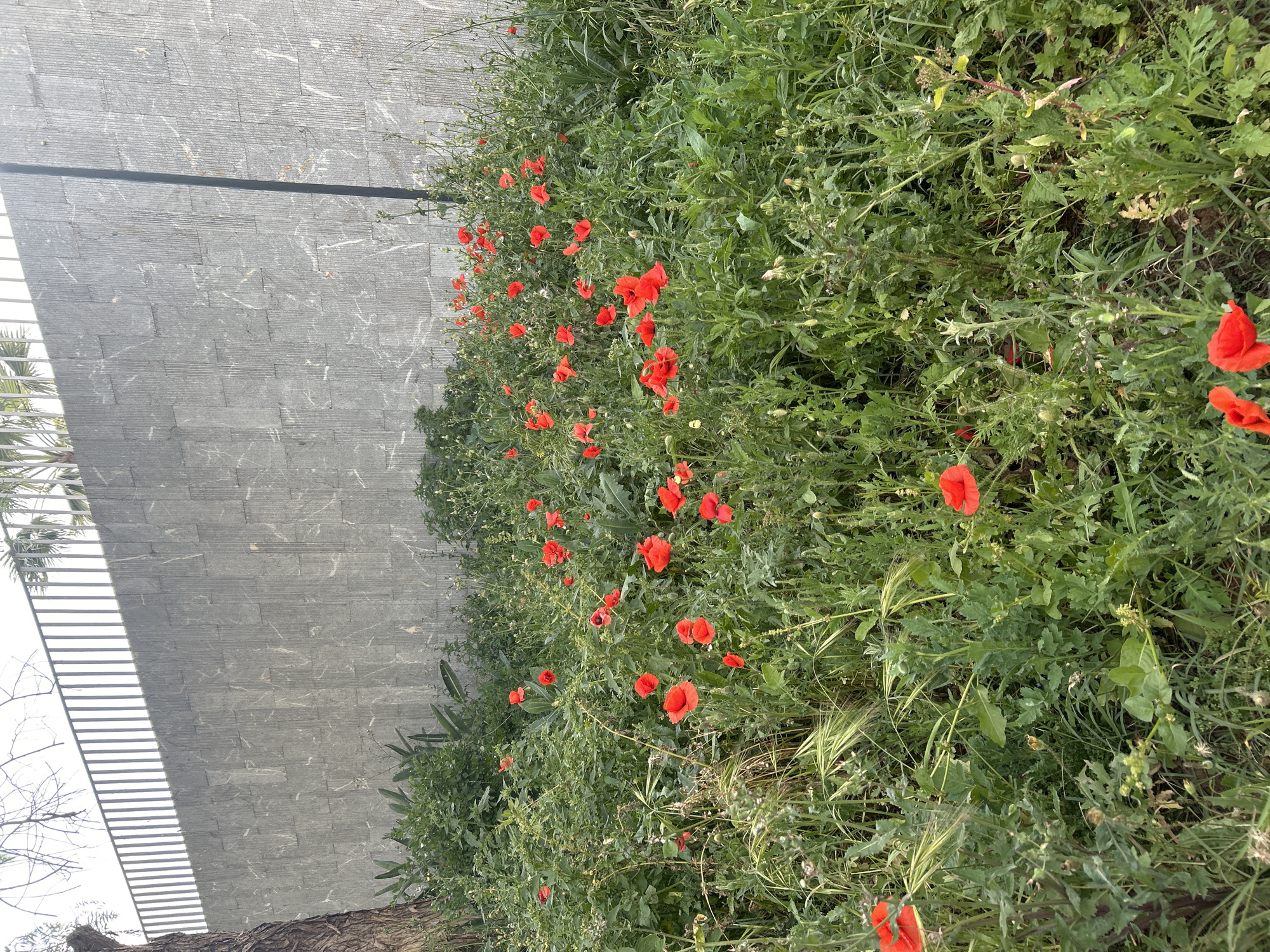 A photograph shows a patch of wild vegetation, primarily green, interspersed with red poppy flowers, growing adjacent to a structure with a gray, stone-tiled wall. The wall appears to be part of a building. To the left of the stone wall is a white, slatted, structural element and branches of trees. The location is Casablanca, Morocco.