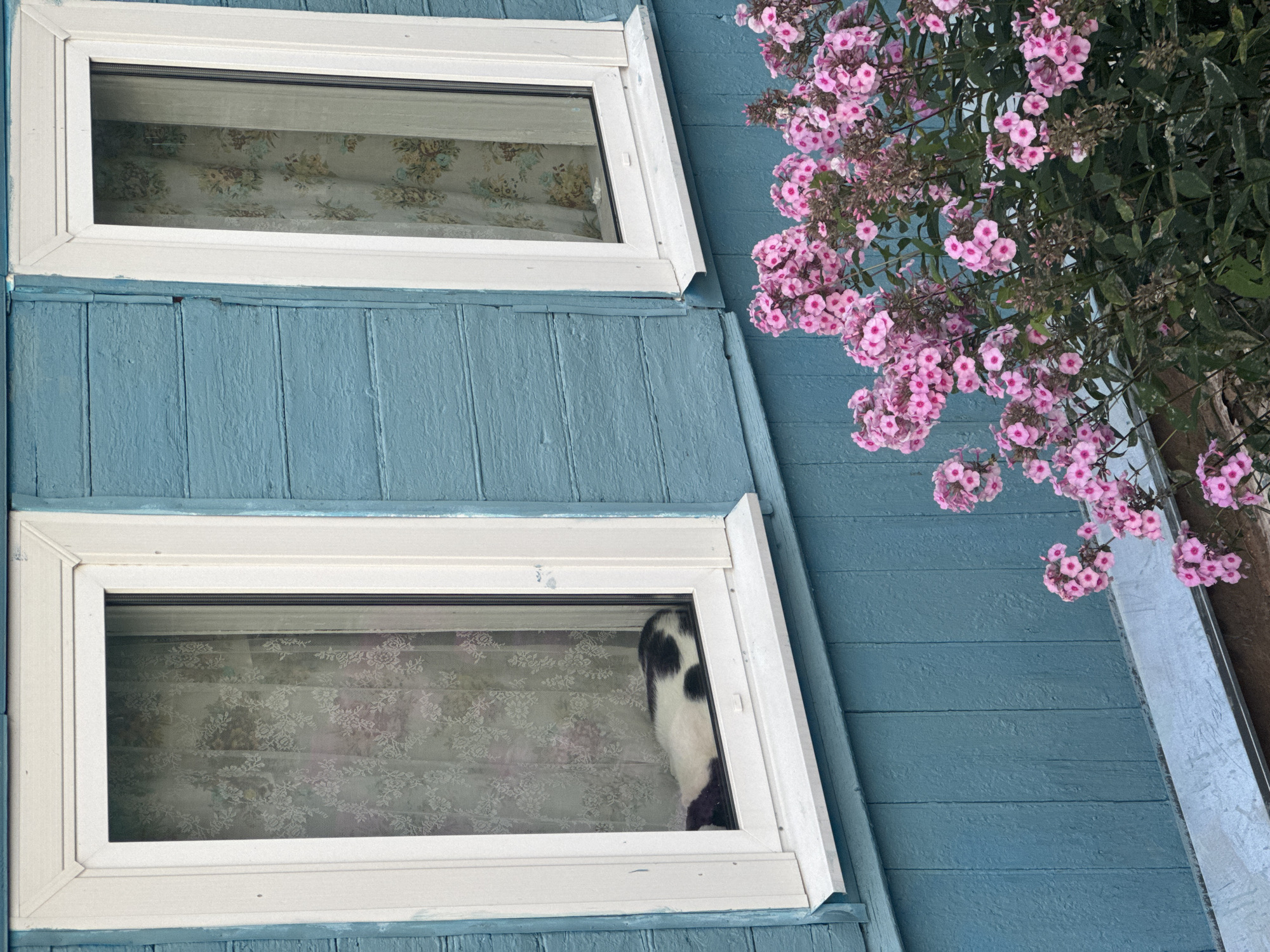 The image captures a portion of a blue wooden house with two windows. In the left window, a black and white cat is lying down, partially visible. Both windows are adorned with floral curtains. In the foreground, a cluster of pink phlox flowers is in bloom. The overall setting appears to be an outdoor residential environment. The specific location in the city of Safonovo, Russia, is not determinable from the visual information provided.