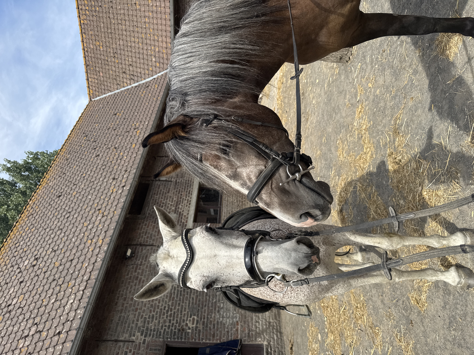 This is a medium shot, eye-level, outdoor photograph of two horses standing in front of a brick building with a tiled roof. The horse on the left is lighter in color with a white mane and is wearing a black bridle adorned with rhinestones. It is facing the camera directly and appears to be a dappled grey. The horse on the right is darker brown with a long, grey mane and is positioned to the right of the first horse, facing away from the camera and looking towards the left. It is also wearing a bridle. Both horses have saddles on their backs. The ground is covered with dirt and scattered straw. In the background, a portion of the brick building is visible, with a tiled roof that has some moss or discoloration. The sky is blue with some scattered clouds. The image was taken in Estaimpuis, Belgium, in an outdoor equestrian setting.