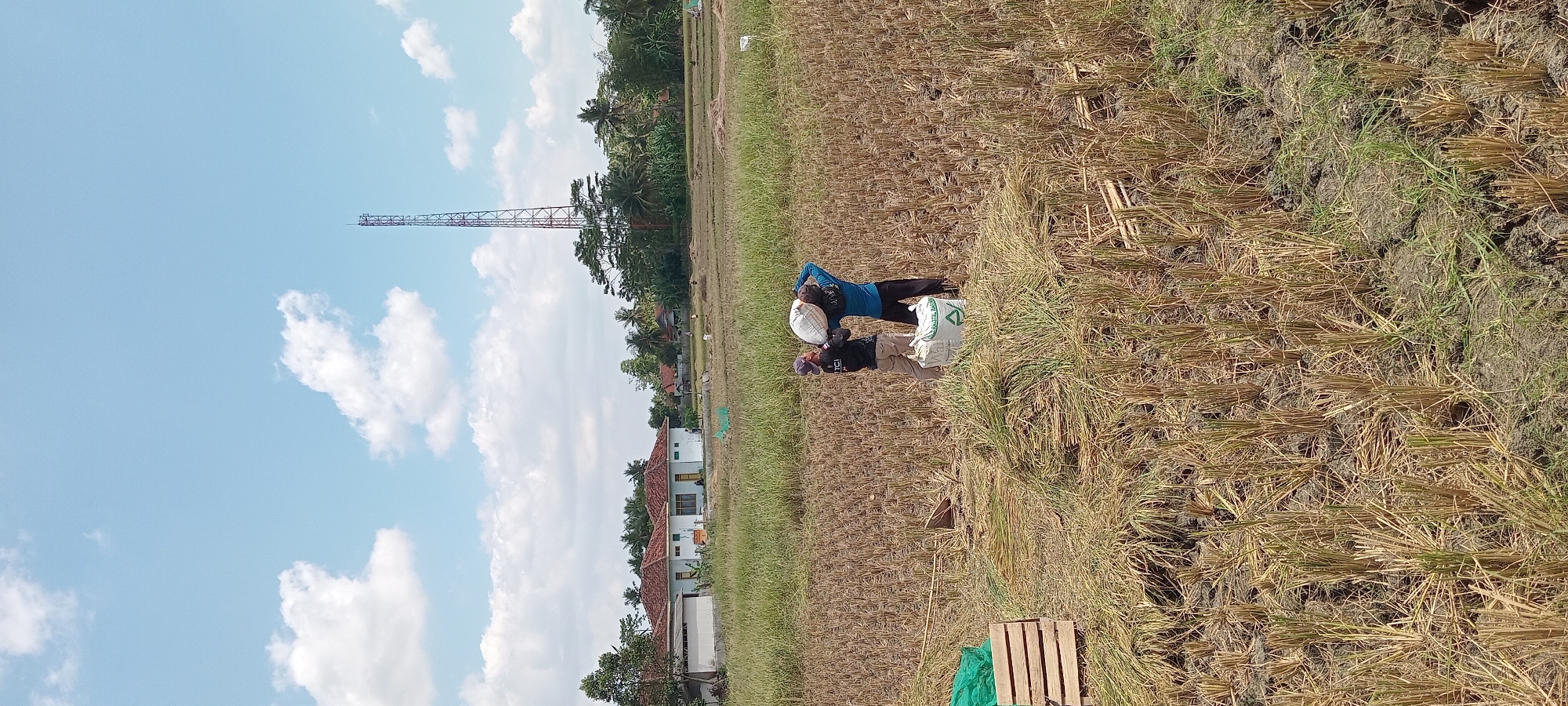 This image depicts a rural scene in Karangpawitan, Indonesia, under a bright, cloudy sky. In the foreground, two individuals are actively engaged in harvesting or transporting crops from a field that appears to have been recently harvested, as evidenced by the stubble and dried stalks of rice plants. One person, wearing a blue long-sleeved shirt and black pants, carries a large white sack of produce over their shoulder. Beside them, another person, dressed in a black shirt and tan pants, stands near another sack, also likely containing harvested goods.
In the mid-ground, a collection of wooden crates is visible on the left, some containing a green net. Piles of harvested straw are scattered throughout the field. Beyond the field, a cluster of houses with red tile roofs suggests a small village or residential area. A tall, metallic communication tower rises prominently in the background, its structure silhouetted against the sky. Trees, including palm trees, form a dense line behind the houses, suggesting a lush, tropical environment. The ground is a mix of dry soil and vegetation, characteristic of agricultural land. The overall impression is one of agricultural labor and a typical rural Indonesian landscape.