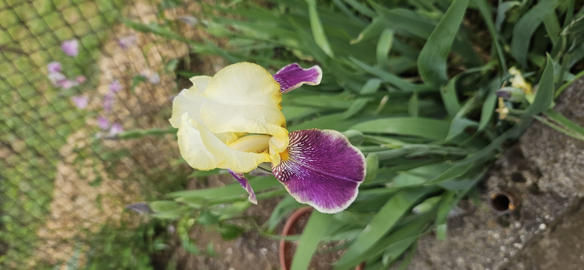 A close-up captures a two-toned iris in bloom. The flower exhibits a creamy yellow color on its upper petals, while the lower petals showcase a rich purple hue with fine white striations. The surrounding foliage is lush green, with leaves reaching upwards around the flower. The background shows a blurred garden scene, including hints of a wire fence and other flowers in the distance. To the right, there is a gray concrete surface with a hole. There is no information in the image to determine if the image was taken in Blagoevgrad, Bulgaria.