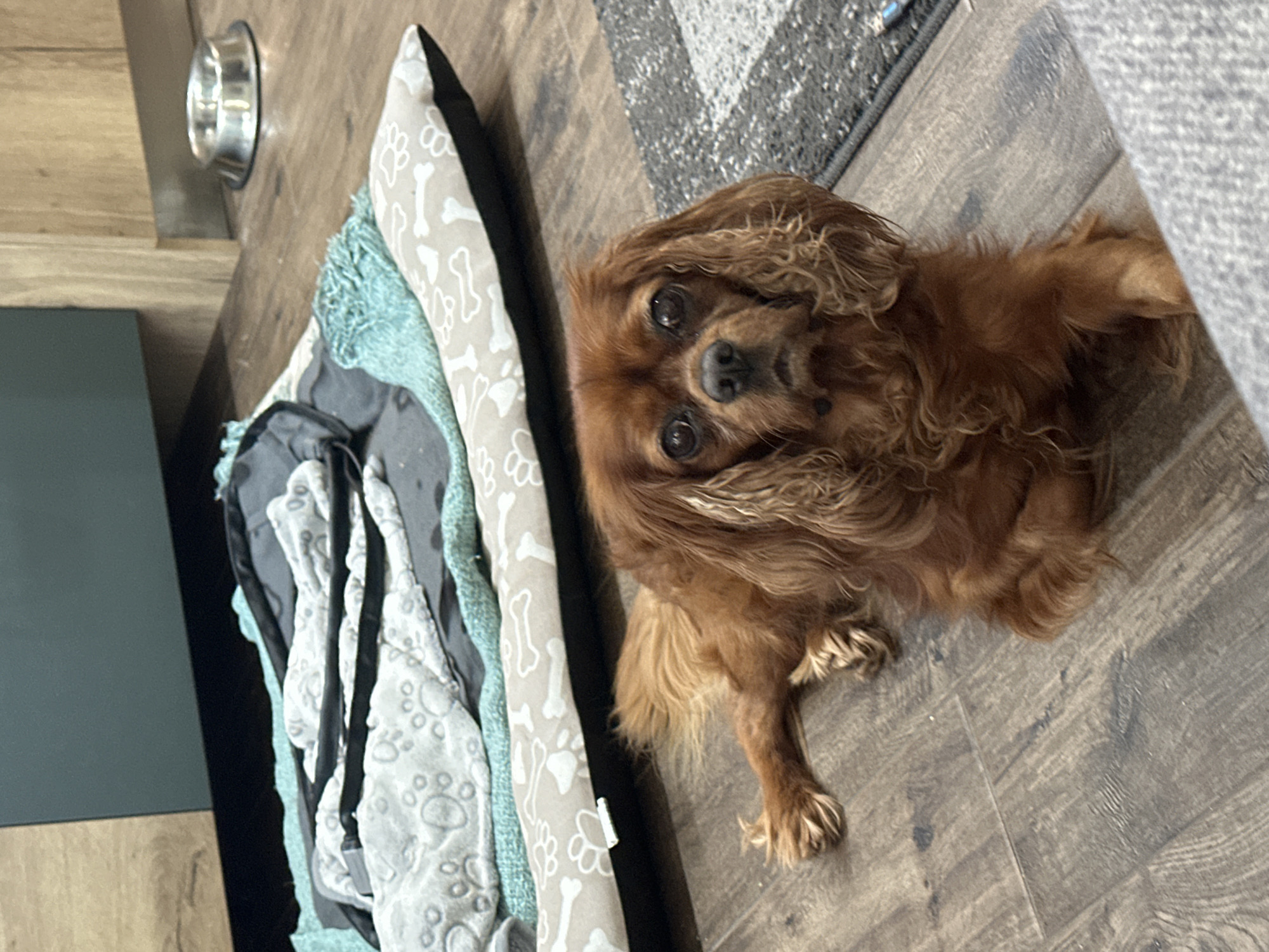A Cavalier King Charles Spaniel sits on a brown wood-look floor, facing the camera. The dog has reddish-brown fur, large dark eyes, and long curly ears. To the dog's left is a pet bed with a bone and paw print pattern on its beige border and a blue fringe. A gray blanket is inside the bed. A silver dog bowl is near the left edge of the image, next to the bed. Part of a gray rug is visible near the dog's rear. Part of a dark-colored piece of furniture is visible on the left. The location is not discernible from the image.