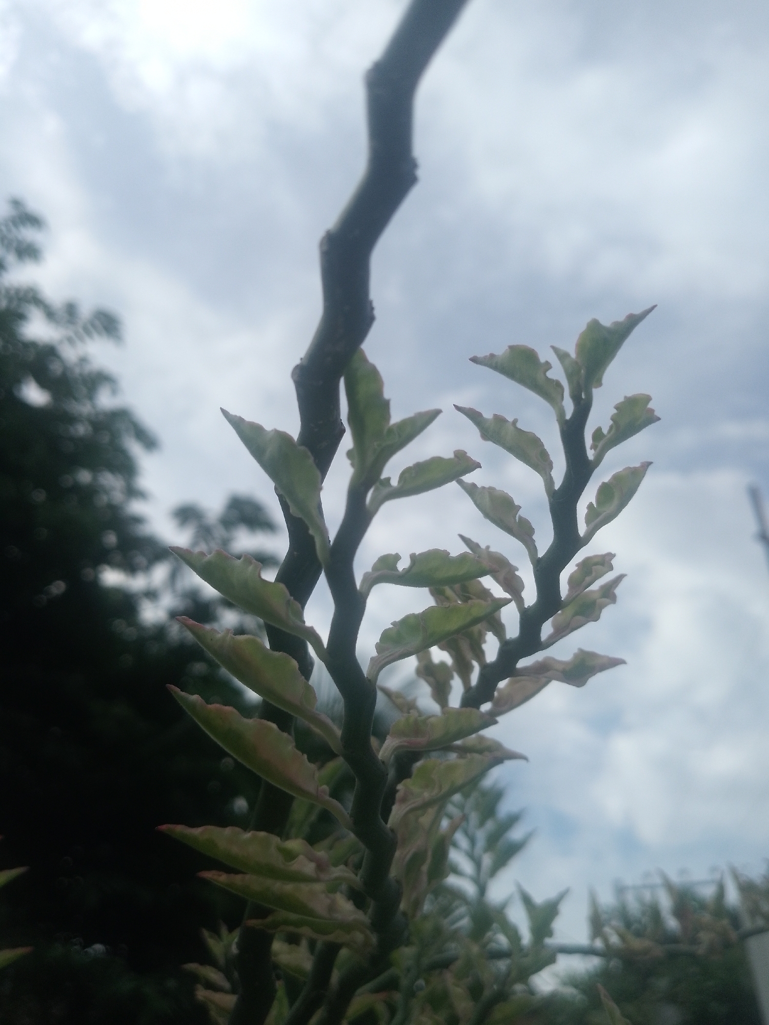 The image features a close-up view of a plant with green and cream-colored leaves, a dark stem, and a background with blurred trees and a cloudy sky. The photo was taken in Davao City, Philippines.