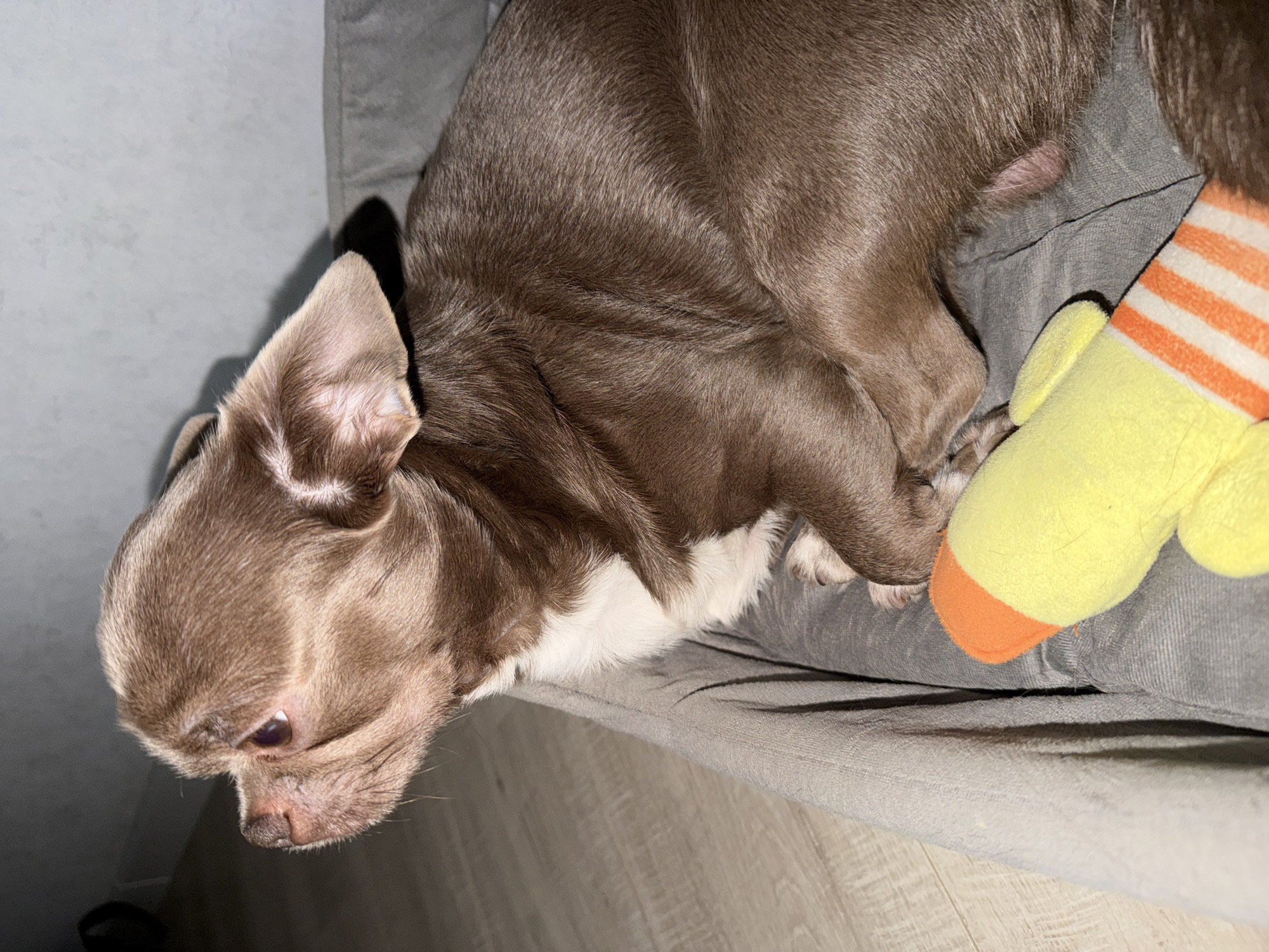 A small brown and white chihuahua is curled up on a gray fabric surface, likely a dog bed or blanket. The dog has one ear prominently visible and its head is tilted downward. A plush toy with yellow and orange stripes is positioned next to the dog. The background includes a light-colored wooden floor and a light gray wall. The scene appears to be indoors, possibly in a home or apartment. There is no information related to the city of Votkinsk, Russia in the image.