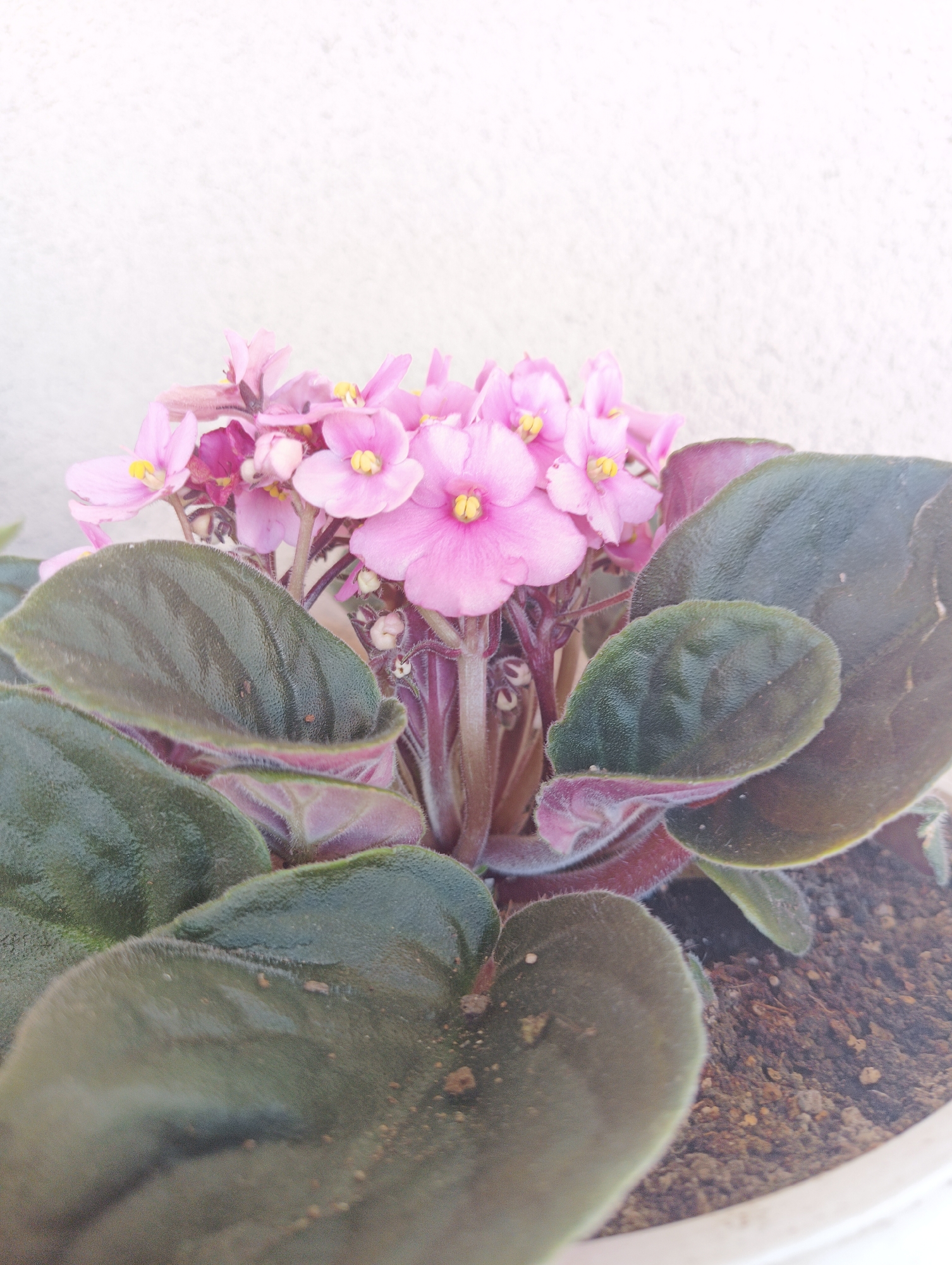 An indoor close-up photograph shows a blooming African violet plant in a white pot filled with dark soil against a pale, textured wall. The plant features lush, dark green, velvety leaves with faint purple undersides and a cluster of delicate pink flowers with yellow centers. The flowers are arranged in a dense cluster above the foliage, with some buds still developing. The lighting is soft and diffused, creating a gentle overall tone. There are no people or animals present. The scene is static and depicts a common houseplant. The location of Karnobat, Bulgaria is not visible in the image itself.