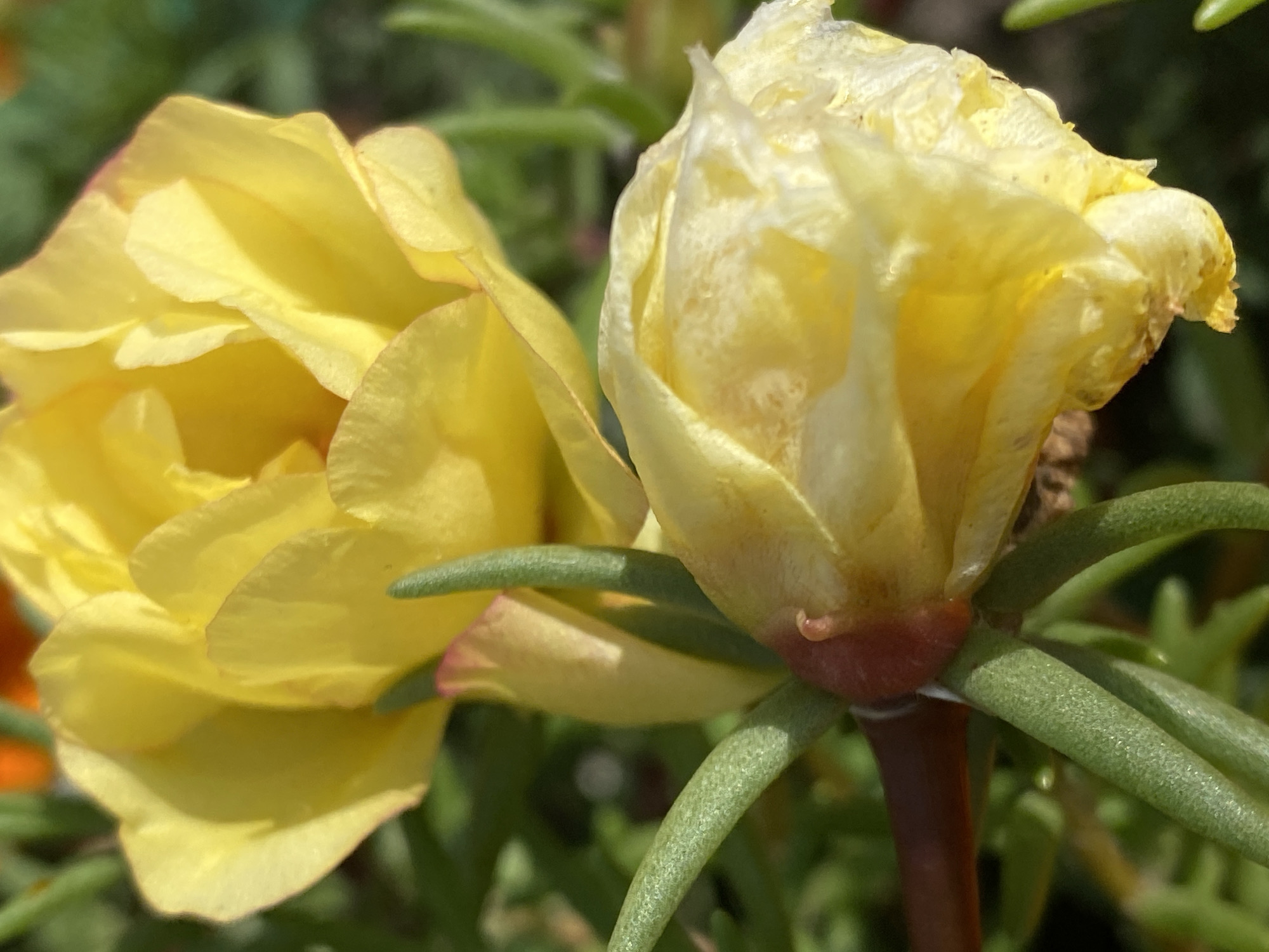 A close-up, eye-level shot captures two yellow flowers in bloom, likely Portulaca grandiflora (Moss Rose), against a blurred green background. The flower in the foreground is partially closed, with its pale yellow petals tightly furled, revealing hints of red at its base. Delicate green stems, thick and succulent, curve around the flower. Behind it, a second, fully opened flower displays vibrant yellow petals, catching the sunlight and creating soft shadows. The overall impression is one of natural beauty and a sunny day. The image does not contain any specific information that would allow for its location to be identified in Novokuznetsk, Russia.