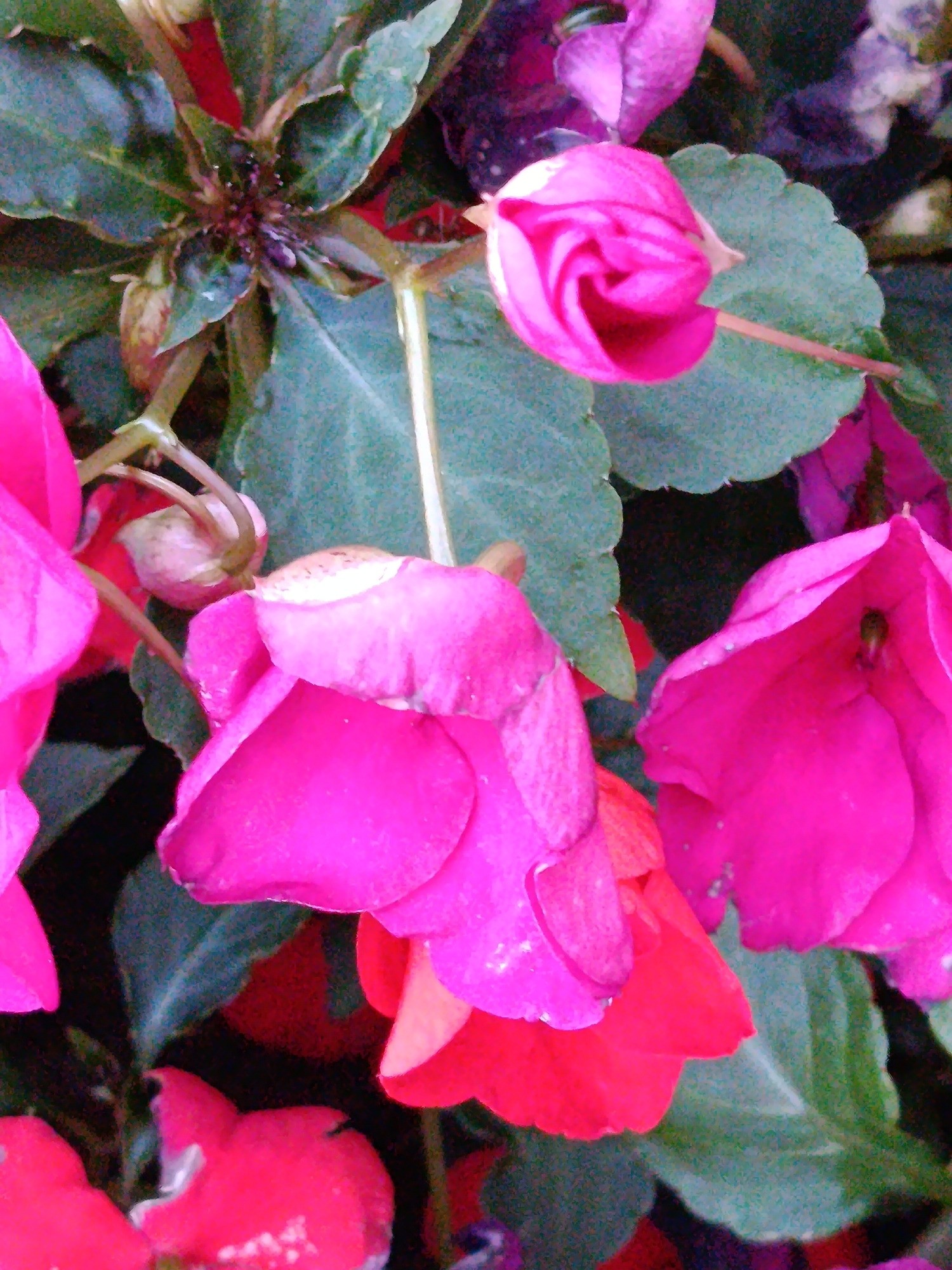 The image displays a close-up view of several vibrant pink and red impatiens flowers. The flowers are in various stages of bloom, with some fully open and others still developing. The petals are delicate and slightly ruffled, showcasing a rich saturation of color. Green leaves, typical of the impatiens plant, are visible in the background, providing a contrasting backdrop to the bright floral display. The lighting suggests an outdoor setting, possibly a garden or park, with soft illumination highlighting the texture and form of the flowers. The image is focused on the floral subjects, with a shallow depth of field blurring the background elements. The overall impression is one of natural beauty and the vibrant life of flowering plants. There are no people, animals, or man-made objects visible in the image. The location in Saratov, Russia, is not discernible from the visual information provided in the image.