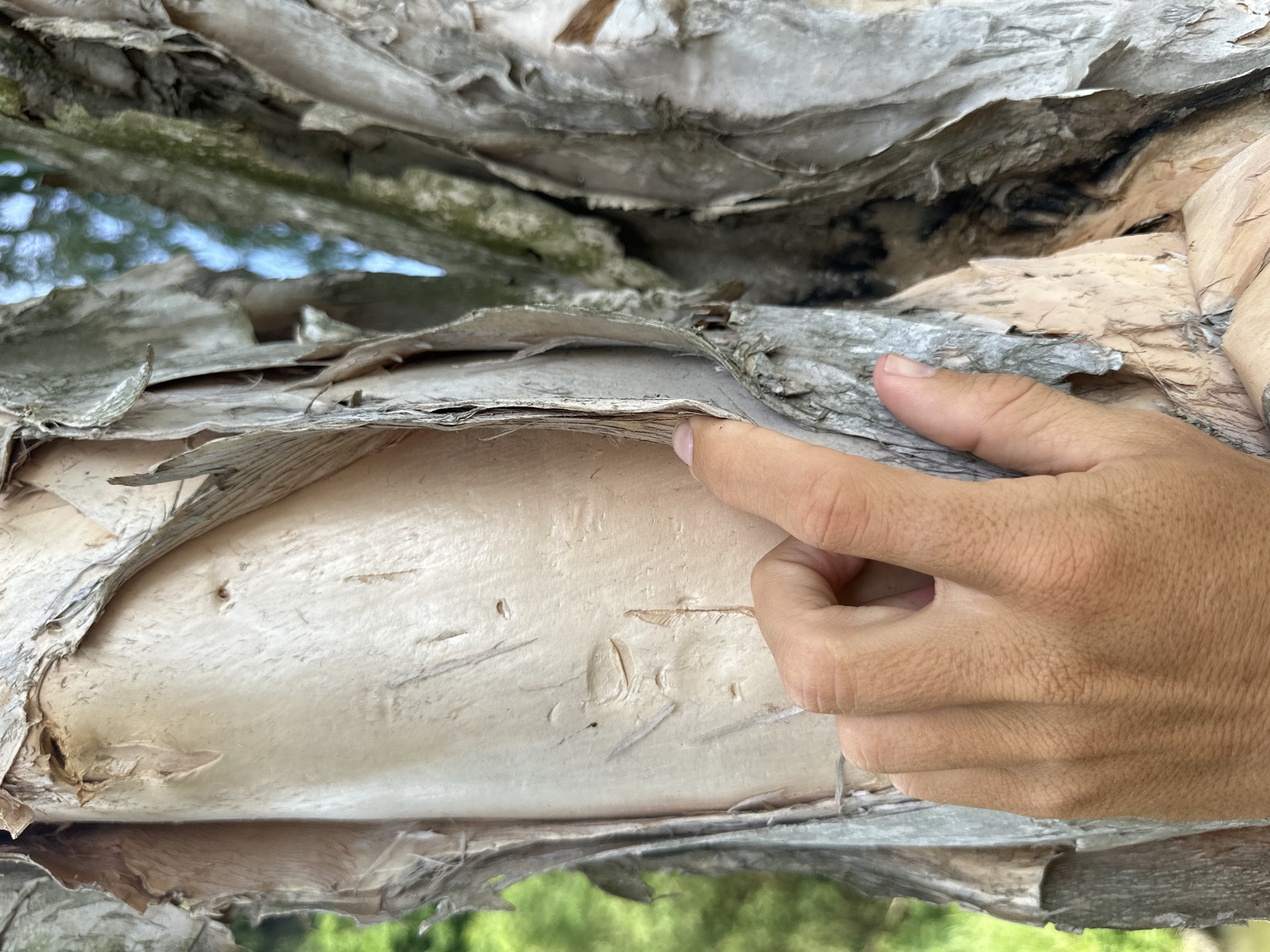 A hand with light brown skin and visible fingernails gently touches the peeling bark of a tree. The tree's bark is a pale, papery material that has separated from the trunk, revealing a smooth, lighter-colored surface beneath. The background shows hints of green foliage and a blurry blue sky, suggesting an outdoor environment. The image is a close-up shot, focusing on the texture of the bark and the interaction of the hand with it. The scene appears to be located in the city of Nam Hoa Lư Ward, Vietnam, though specific landmarks are not visible.