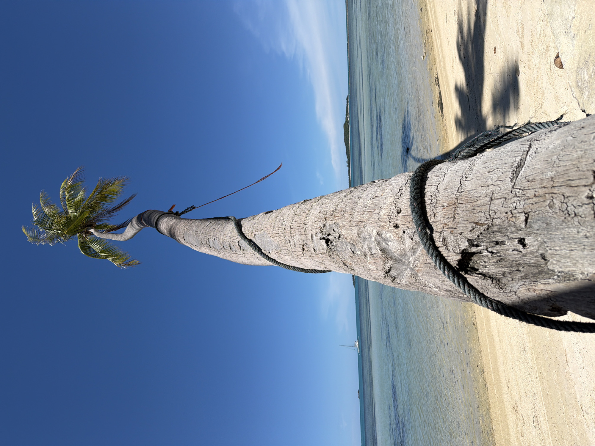 In Baan Thong Krut, Thailand, a palm tree leans dramatically over a sandy beach. A thick rope is wrapped around the trunk, with a smaller rope trailing upwards. The clear blue water of the sea laps gently onto the shore, and a sailboat is visible in the distance, along with a small island on the horizon. The sky is a vibrant, cloudless blue, indicative of a sunny day. The scene is a serene coastal landscape with a focus on the unique form of the palm tree.
