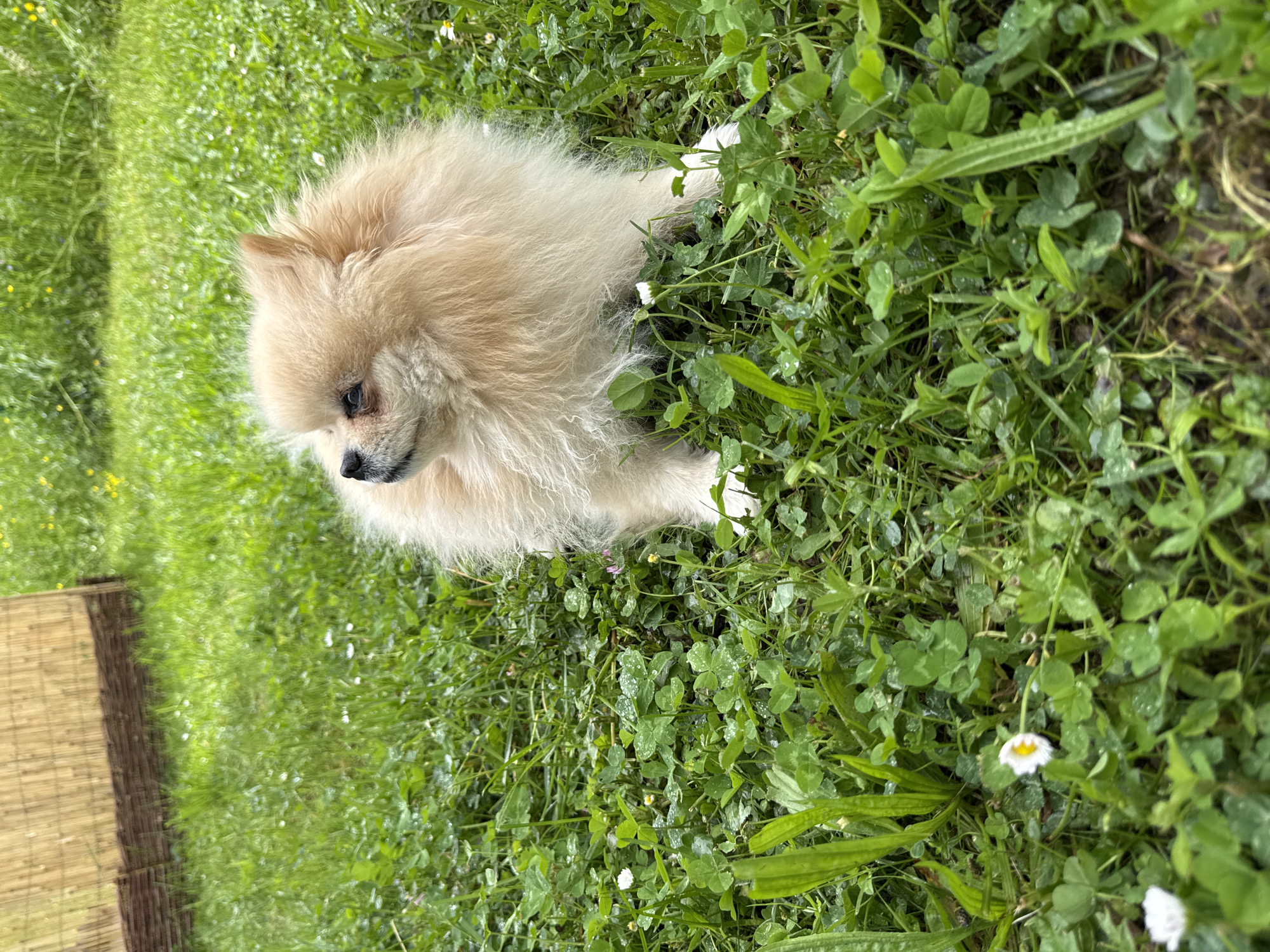 A tan and white Pomeranian dog sits in a grassy area in Bietigheim-Bissingen, Germany. The dog has a black nose and is looking to its left. The grass is mixed with clover and small white flowers. In the background, there is a patch of green lawn and a woven brown fence.
