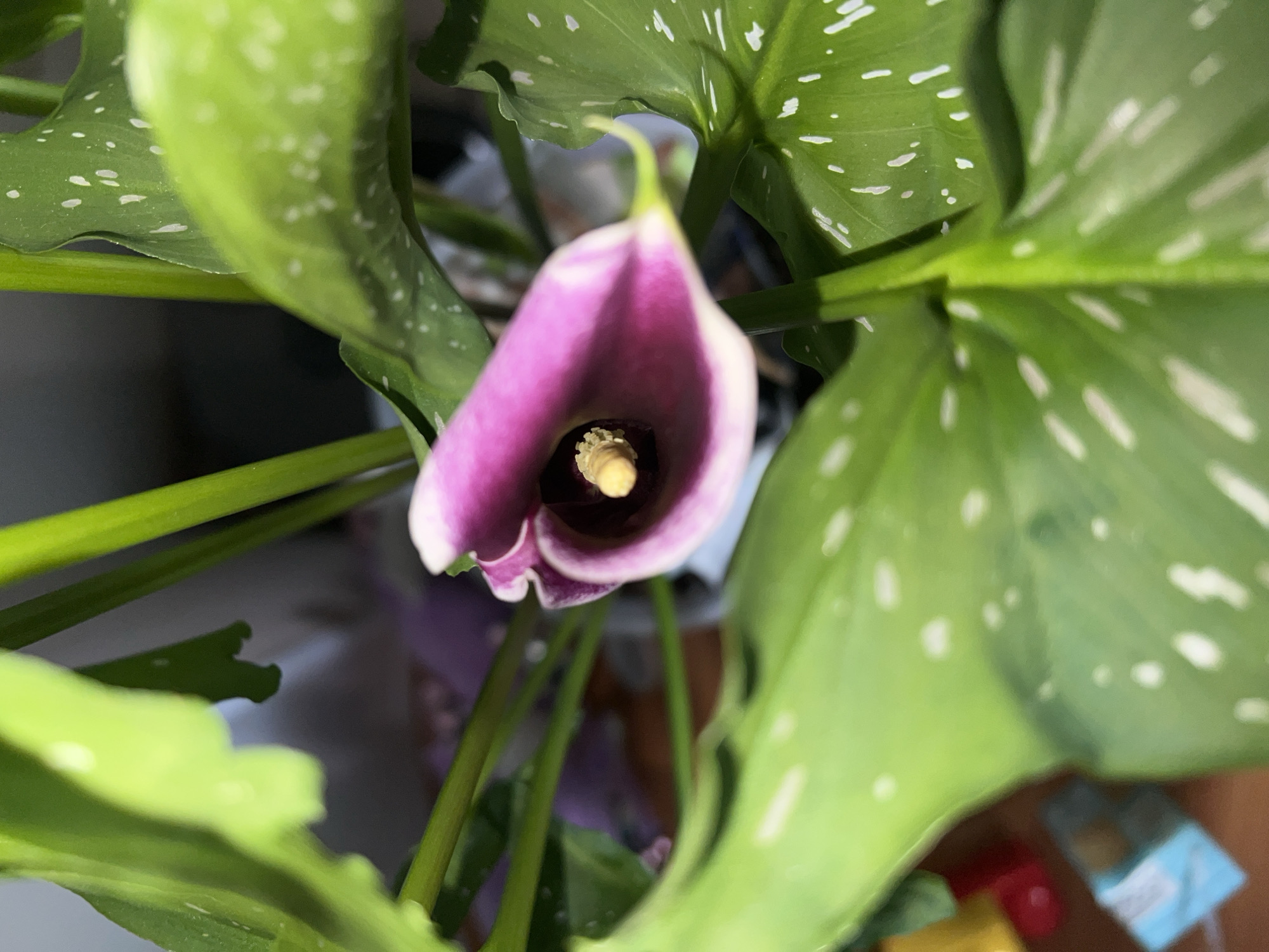 The image shows a close-up of a potted plant with a purple calla lily flower in bloom. The flower has a pale edge and a yellow stamen. The plant has green leaves with white spots. The background is out of focus, but it appears to be indoors. The image does not provide any information about the location or the city of Perm, Russia.