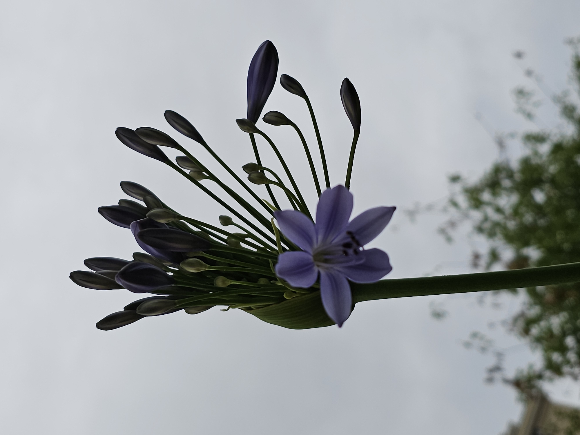 A close-up, low-angle shot captures a cluster of Agapanthus buds and a single open, pale purple flower against an overcast sky. The flower, slightly out of focus, is positioned on the left side of the frame, with its petals splayed open. The majority of the image is filled with numerous dark purple, elongated buds, some still tightly closed and others just beginning to unfurl. These buds are arranged on thin, green stems that radiate from a central stalk, creating a fanned-out effect. The background is a soft, hazy expanse of light gray sky, with the blurred shapes of green foliage and a hint of a building visible at the very bottom of the frame. There are no people or animals present in the image. The scene appears to be an outdoor botanical setting, possibly a garden or park, but no specific location within Moscow, Russia can be identified from the visual information alone.