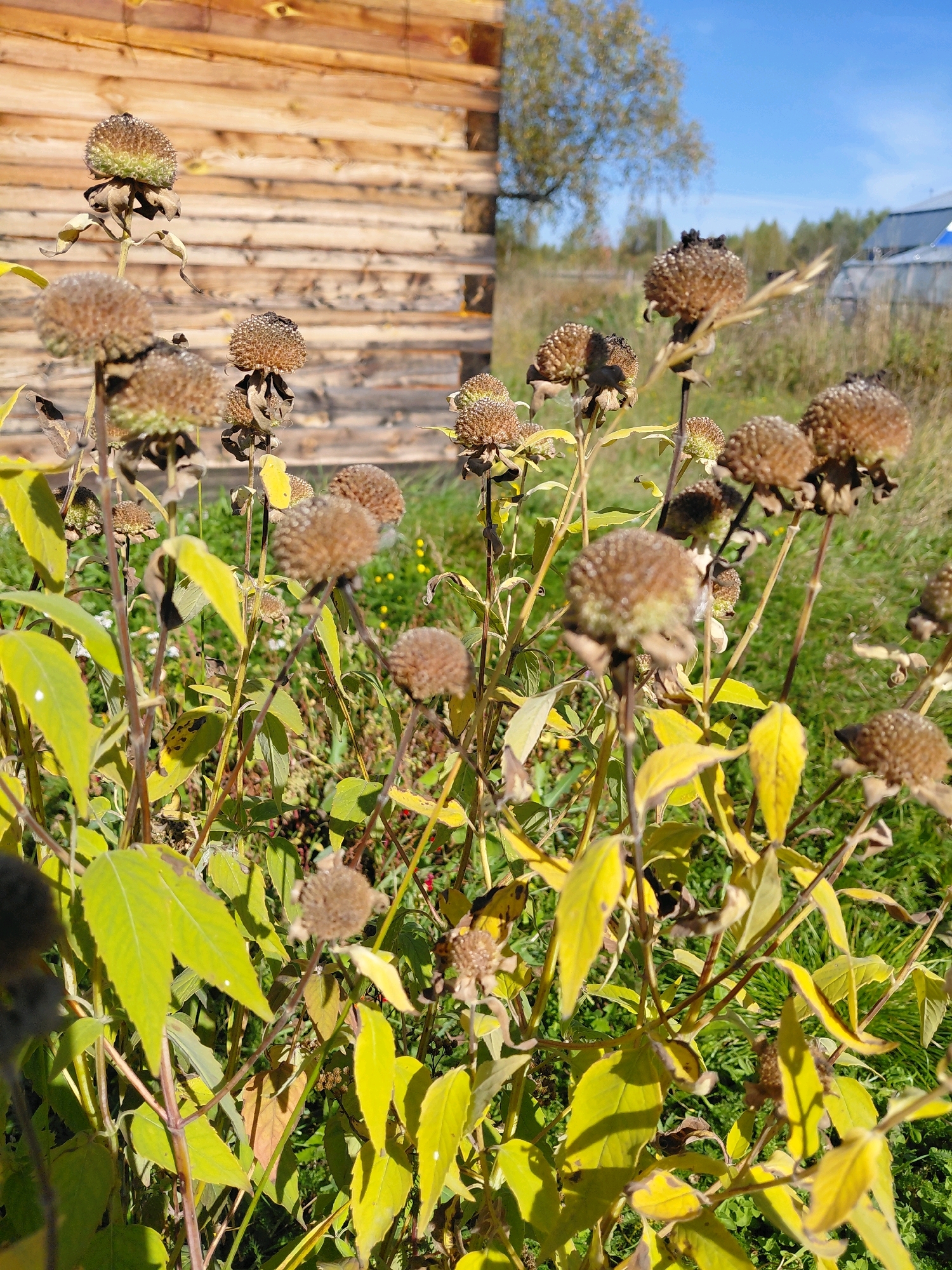 In Malinovka, Russia, a sunlit scene unfolds featuring a cluster of dried flowers with prickly seed heads, their petals withered and brown. The flowers are predominantly in the foreground, with some still exhibiting a faint green hue at their centers. Their stems are tall and thin, supporting the weighty seed heads. The leaves on the plants are a vibrant yellow-green, contrasting with the dried blossoms. Behind the flowers, a rustic wooden building, constructed from horizontal logs, forms the backdrop. The building's surface is textured with visible grain and knots. In the distance, a grassy field stretches out, dotted with small yellow flowers and interspersed with a few green trees. A clear blue sky caps the scene, with the bright sun casting shadows and illuminating the environment.